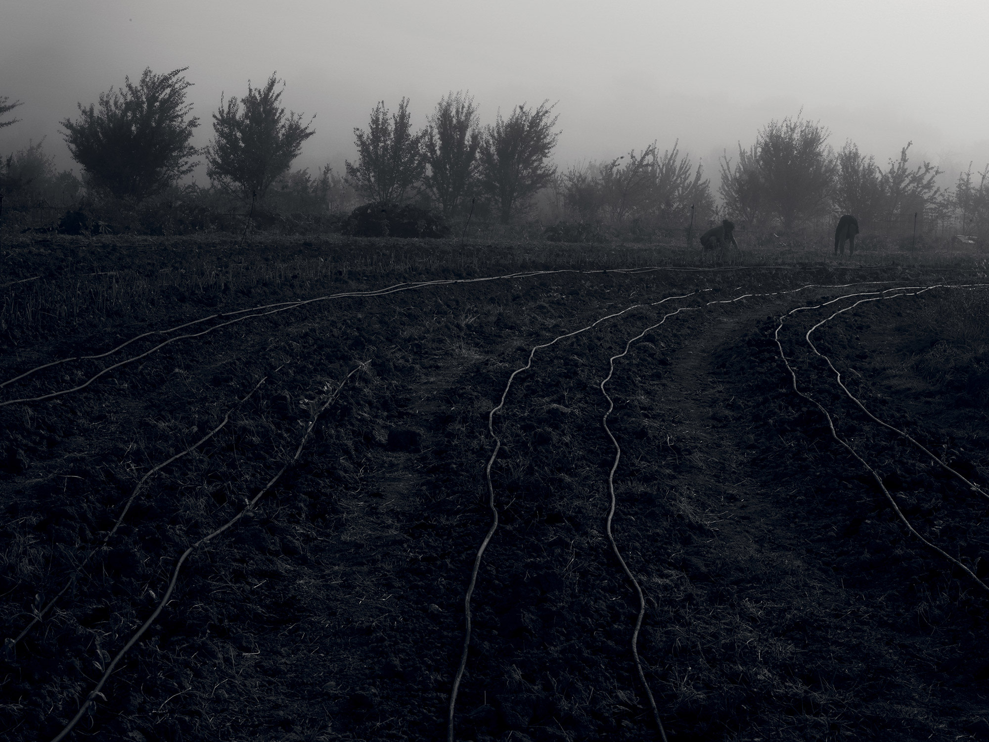 <b>DENIS PIEL<i> </i></b><i>Down To Earth No.1</i>, 2013