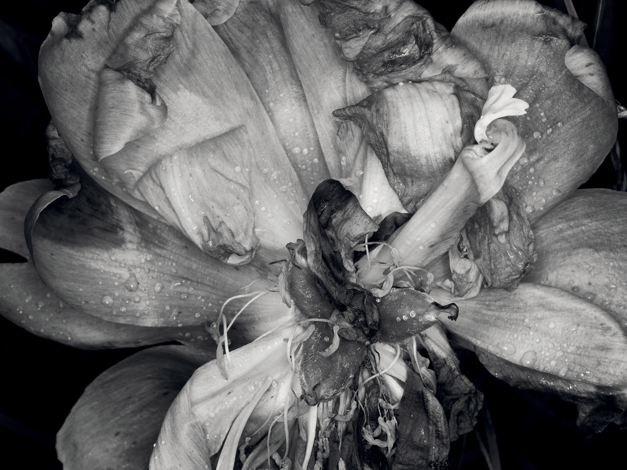 <b>DENIS PIEL </b><i>Down To Earth&nbsp; No. 45</i>, 2013