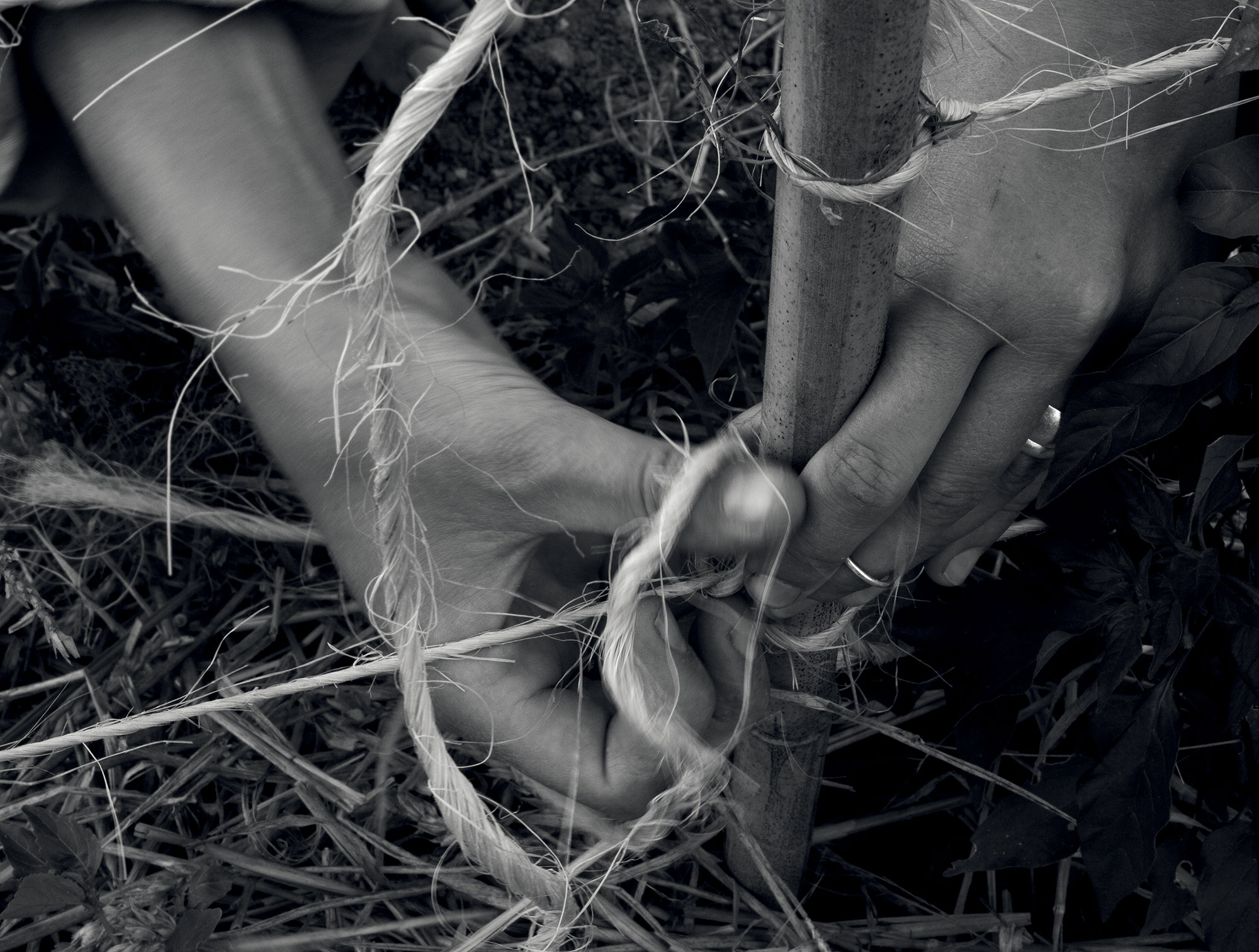 <b>DENIS PIEL </b><i>Down To Earth No.29</i>, 2014