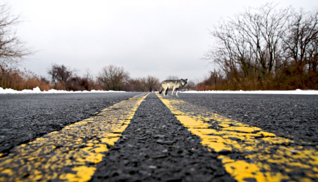 <b>SHAY KUN</b> <i>Between the Riots</i>, 2011