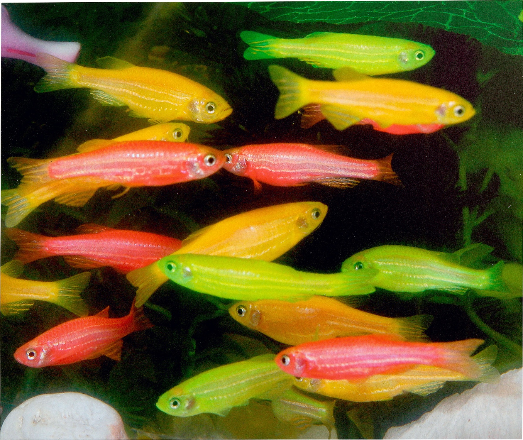 Brought to you by Phillips