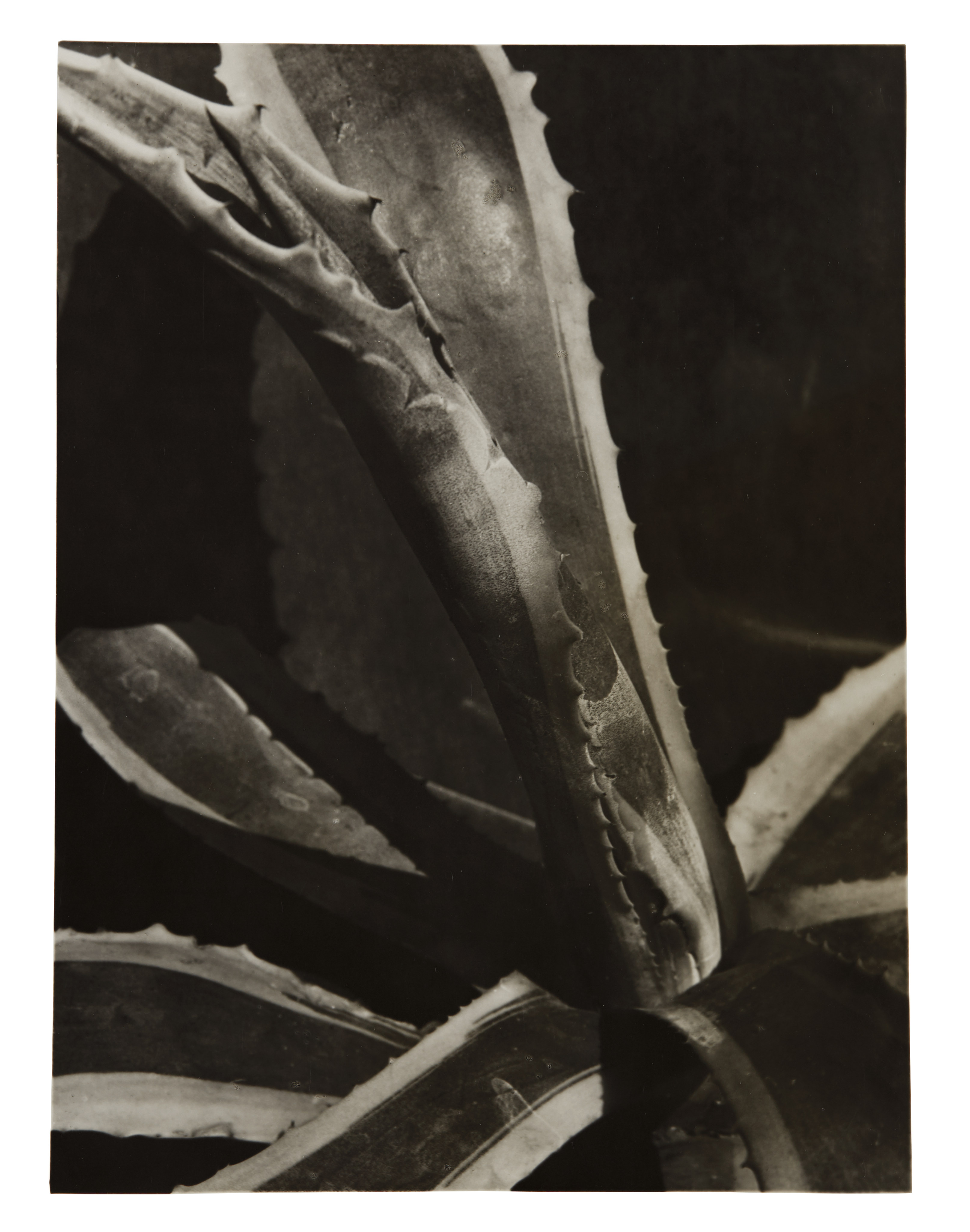 <p><strong> IMOGEN CUNNINGHAM</strong> <em>Agave #2</em>, circa 1928</p>