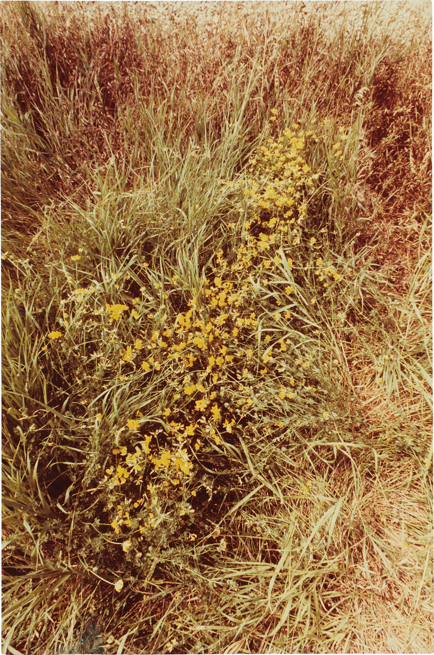 Lot 1