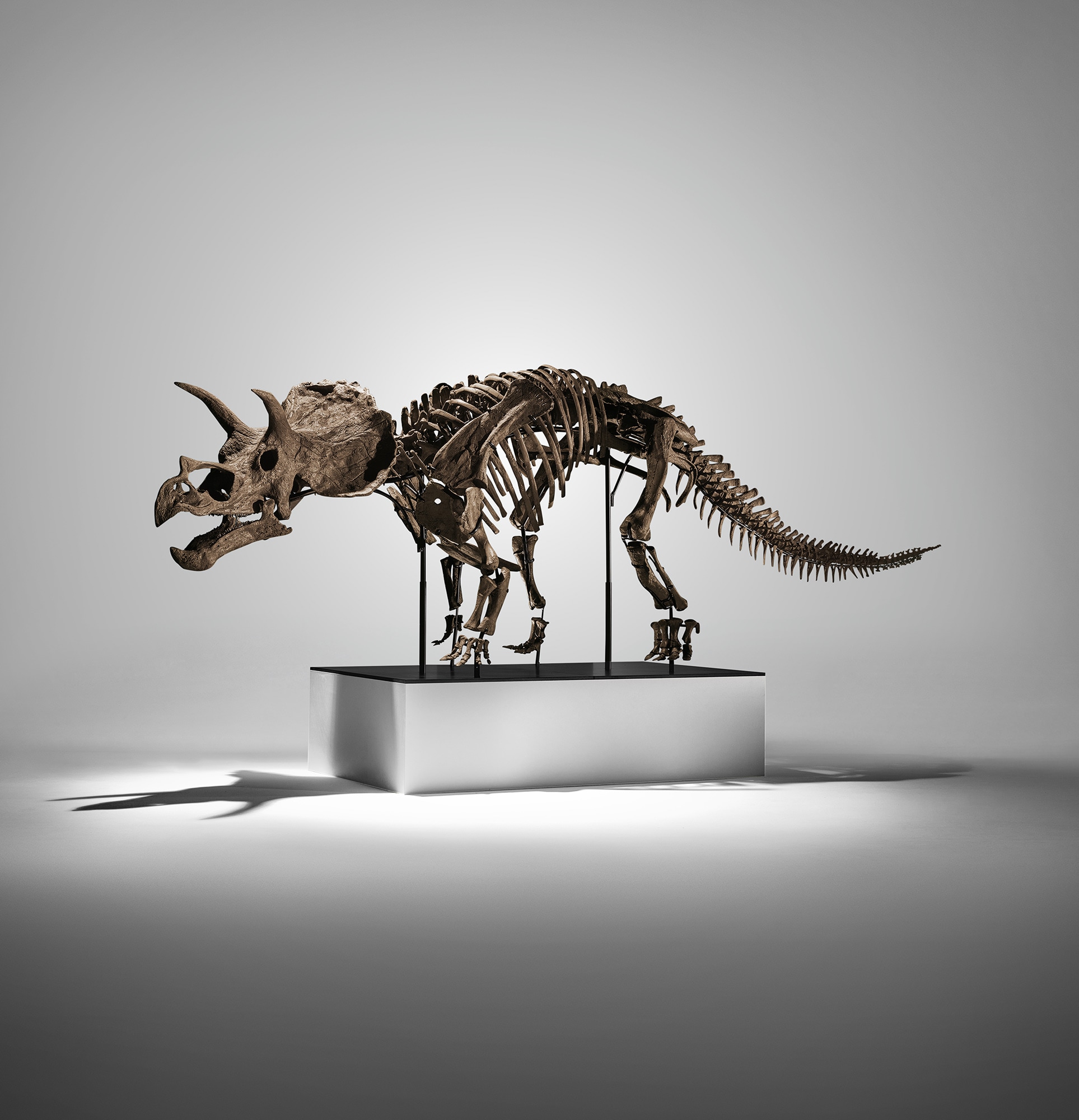 <p><strong>COMPLETE JUVENILE TRICERATOPS SKELETON&nbsp;</strong></p>
