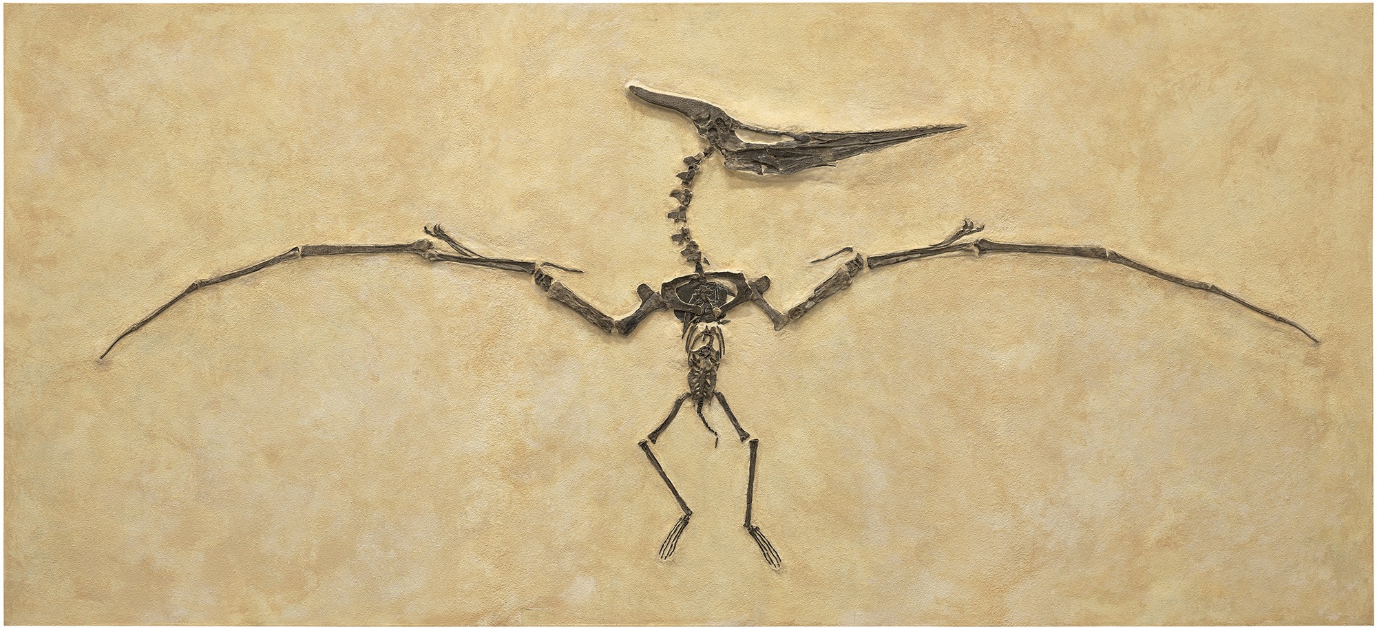 <p><strong>PTERANODON</strong> <em>ca. 75 million years</em></p><br>