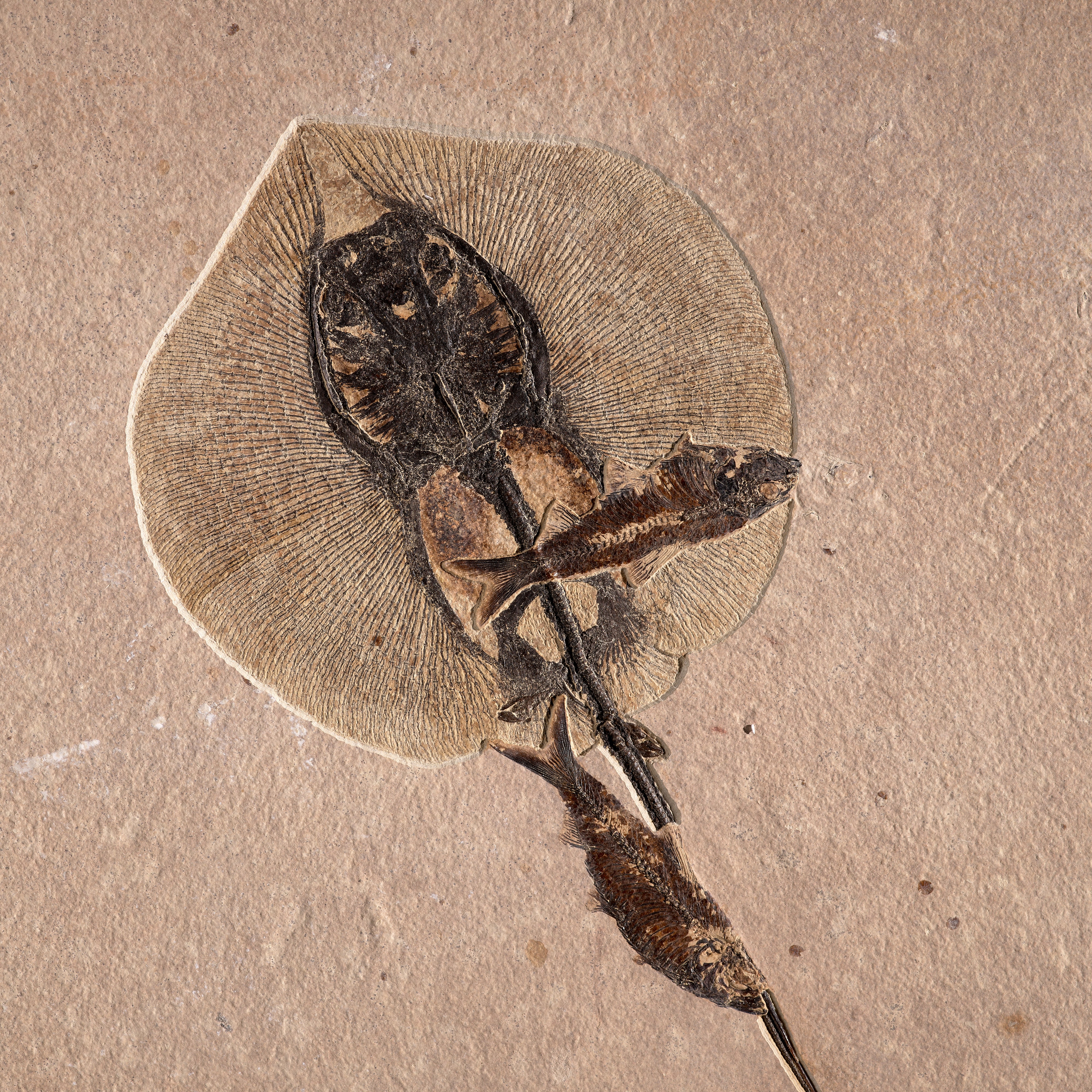 Brought to you by Phillips