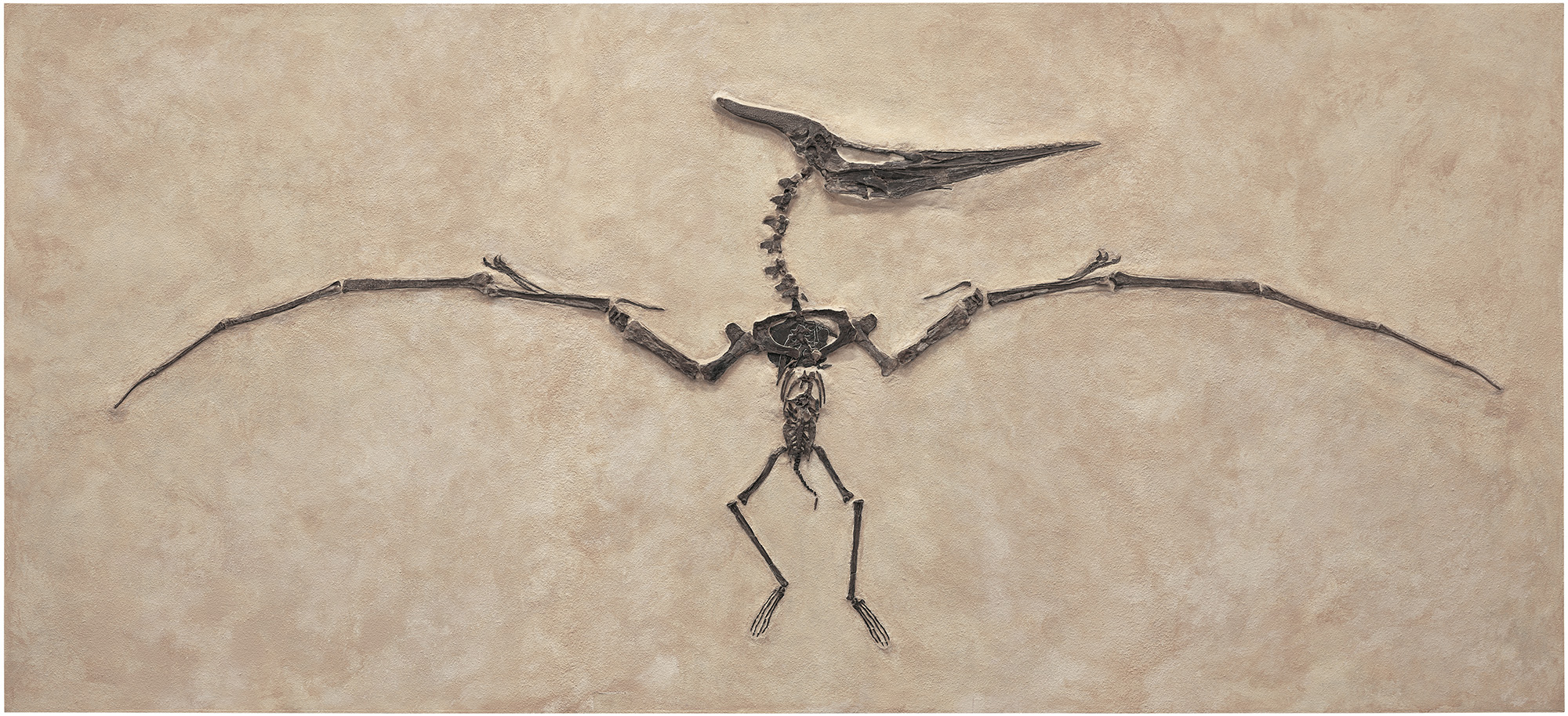 <p><strong>PTERANODON</strong> <em>ca. 75 million years</em></p>

