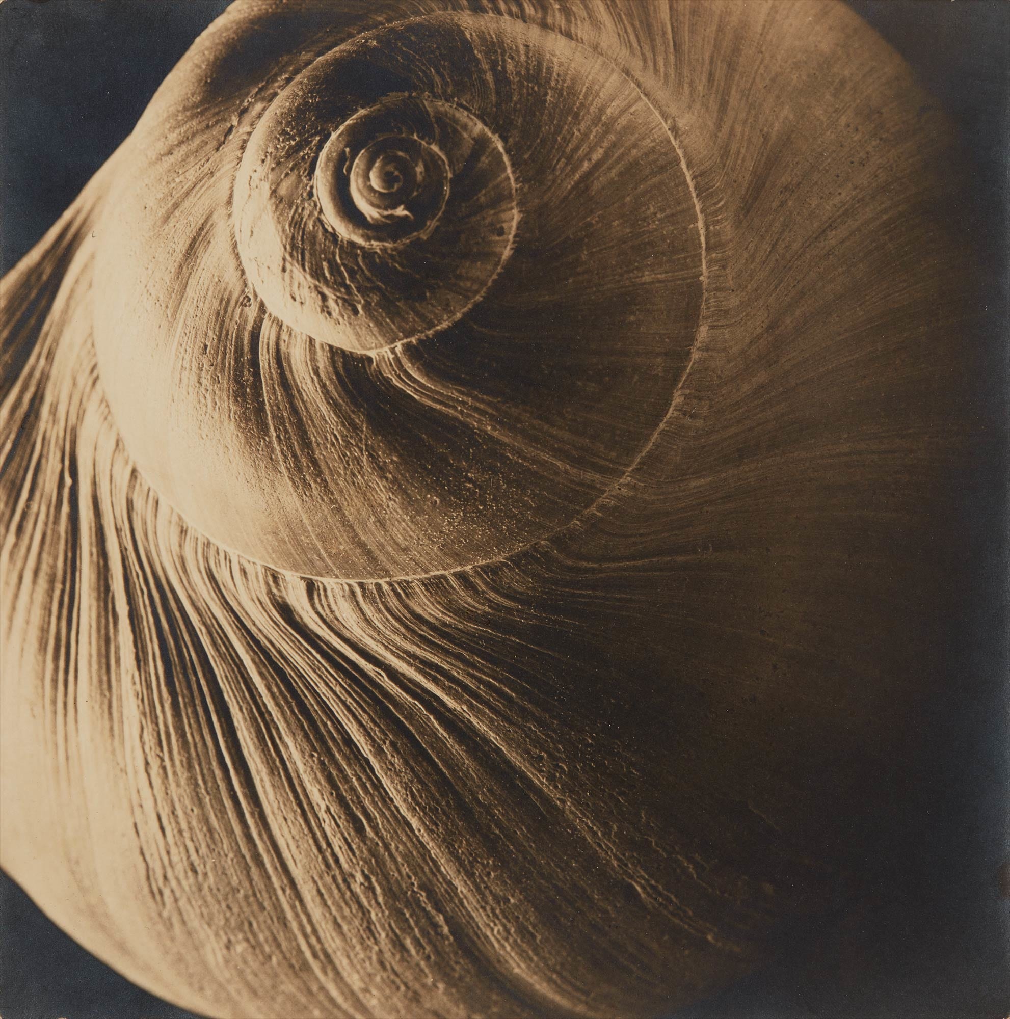 <b>EDWARD STEICHEN</b> <i>The Spiral Shell</i>, 1921