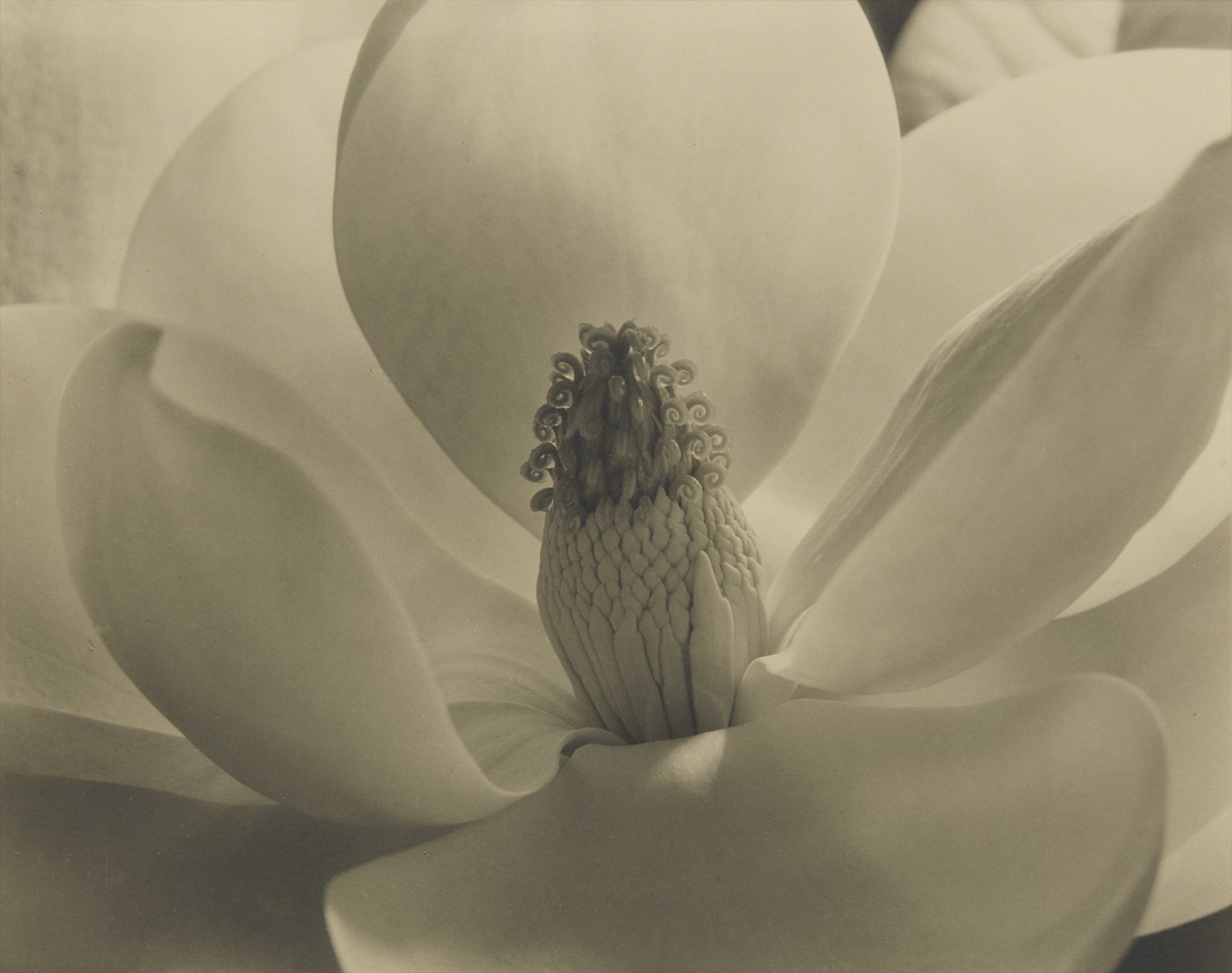 <b>IMOGEN CUNNINGHAM </b><i>Magnolia Blossom</i>, 1925