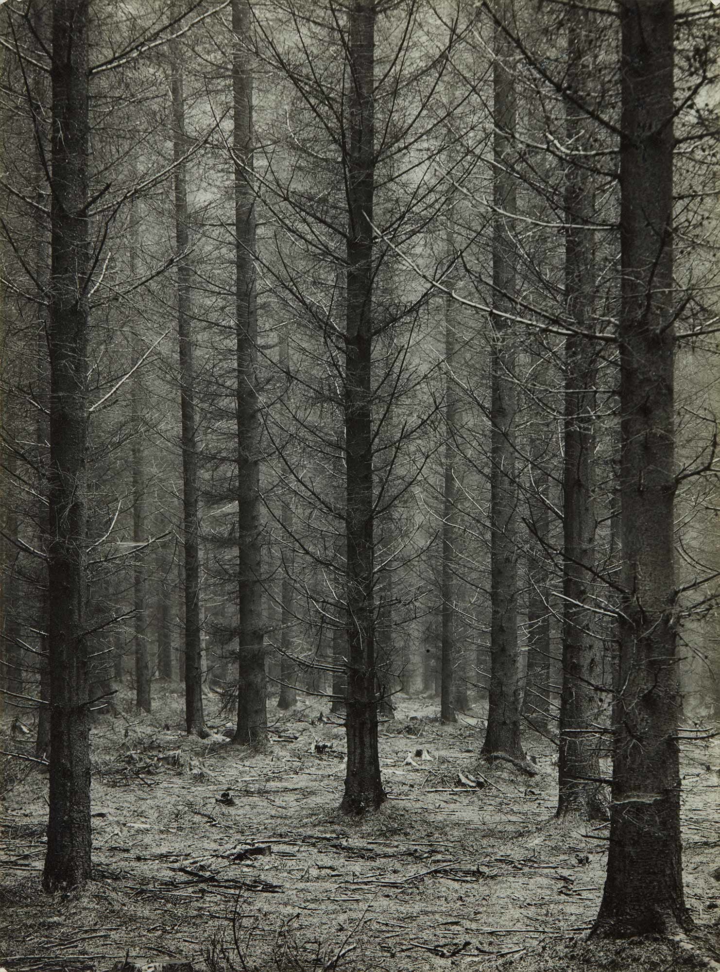 <b>ALBERT RENGER-PATZSCH<i> </i></b><i>Untitled (forest landscape)</i>, circa 1935<br />