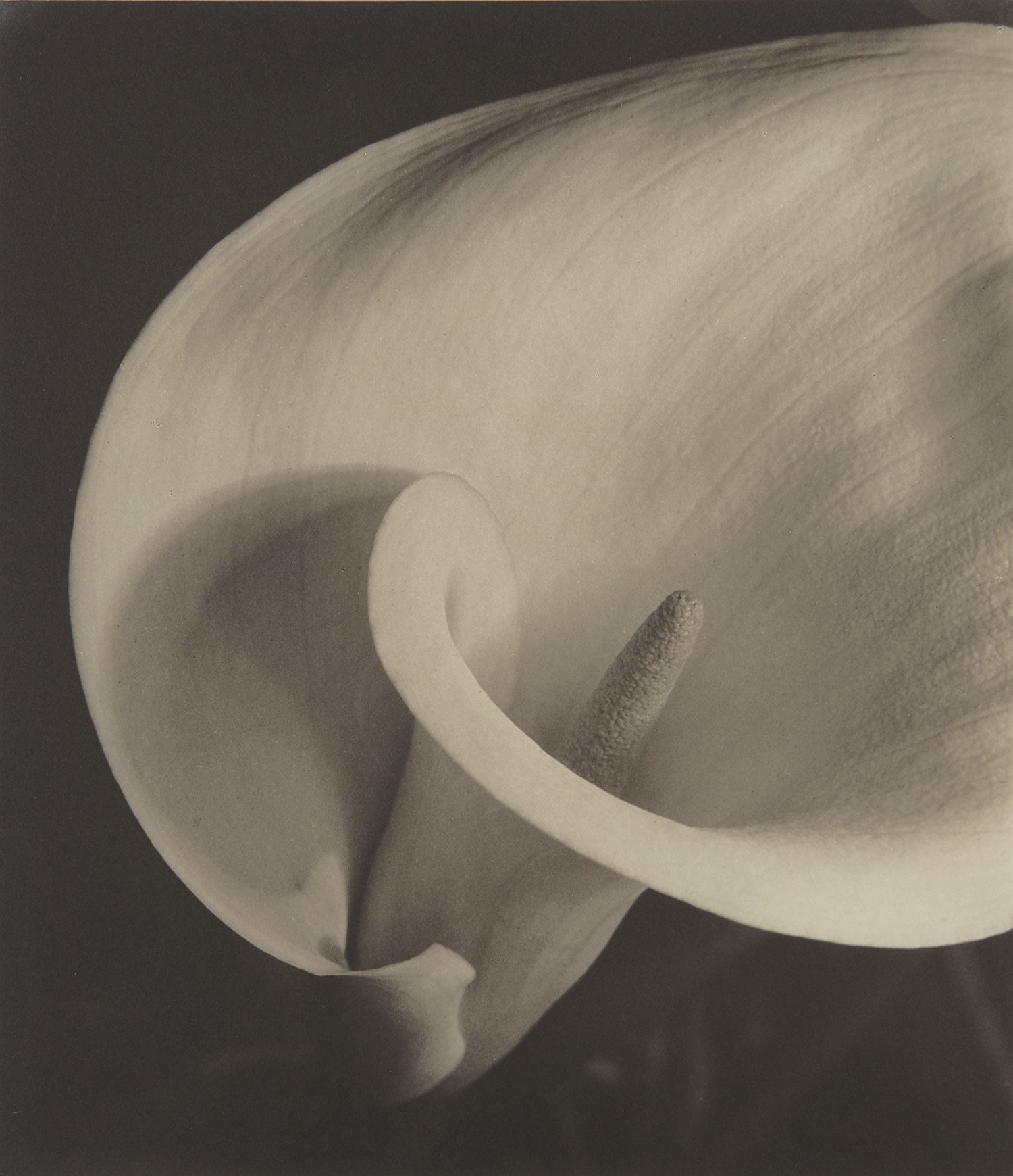 Mother's Days　Imogen Cunningham 洋書 Mother's Days Imogen Cunningham Mother's Days