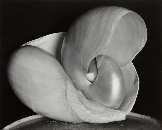 <b>EDWARD WESTON</b><i> Shells</i>, 1927