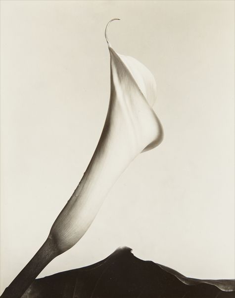 <b>IMOGEN CUNNINGHAM</b><i> Calla with leaf</i>, circa 1930