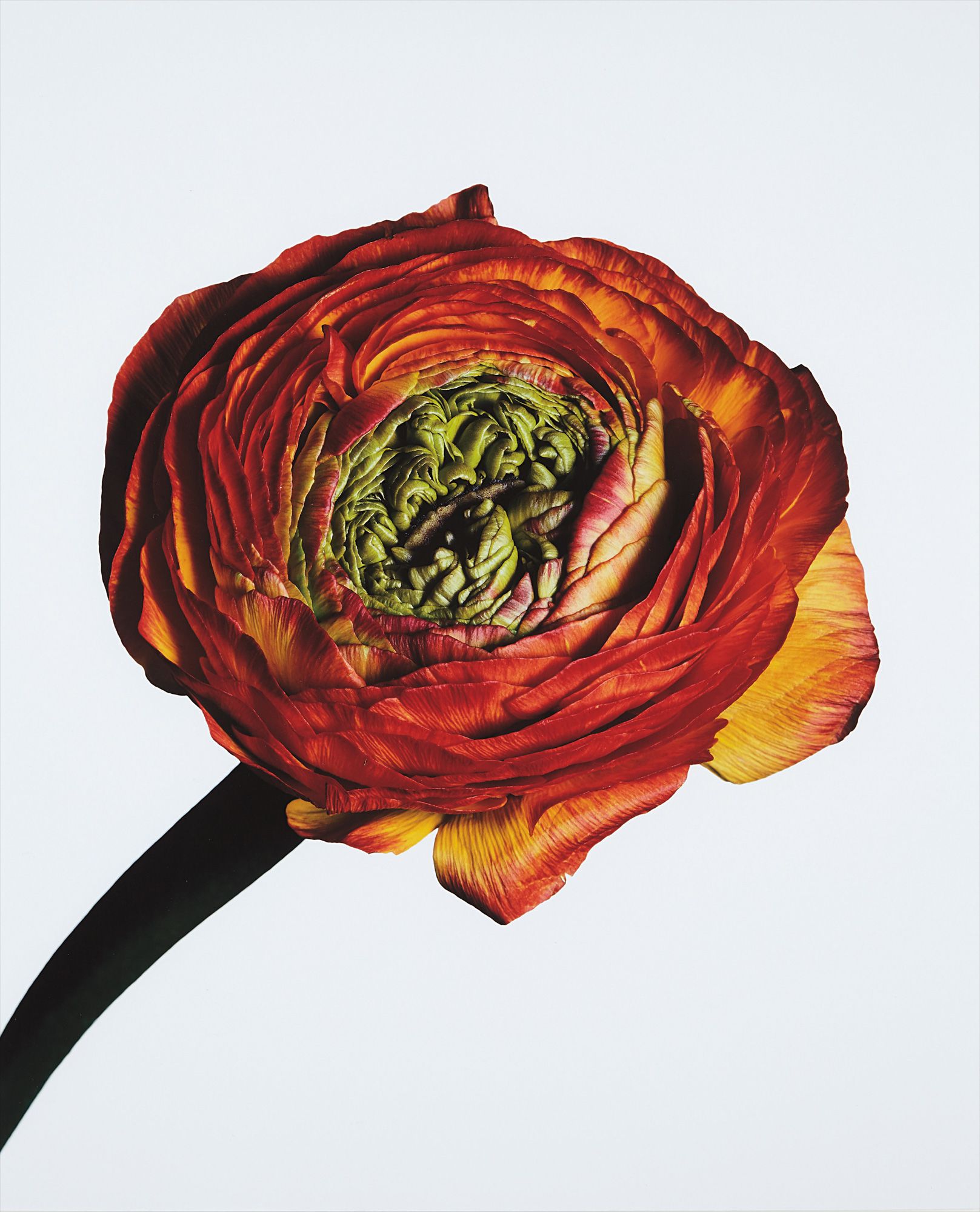 <b>IRVING PENN</b> <i>Ranunculus/ Ranunculus asiaticus: Picotee (New York),</i> 2006