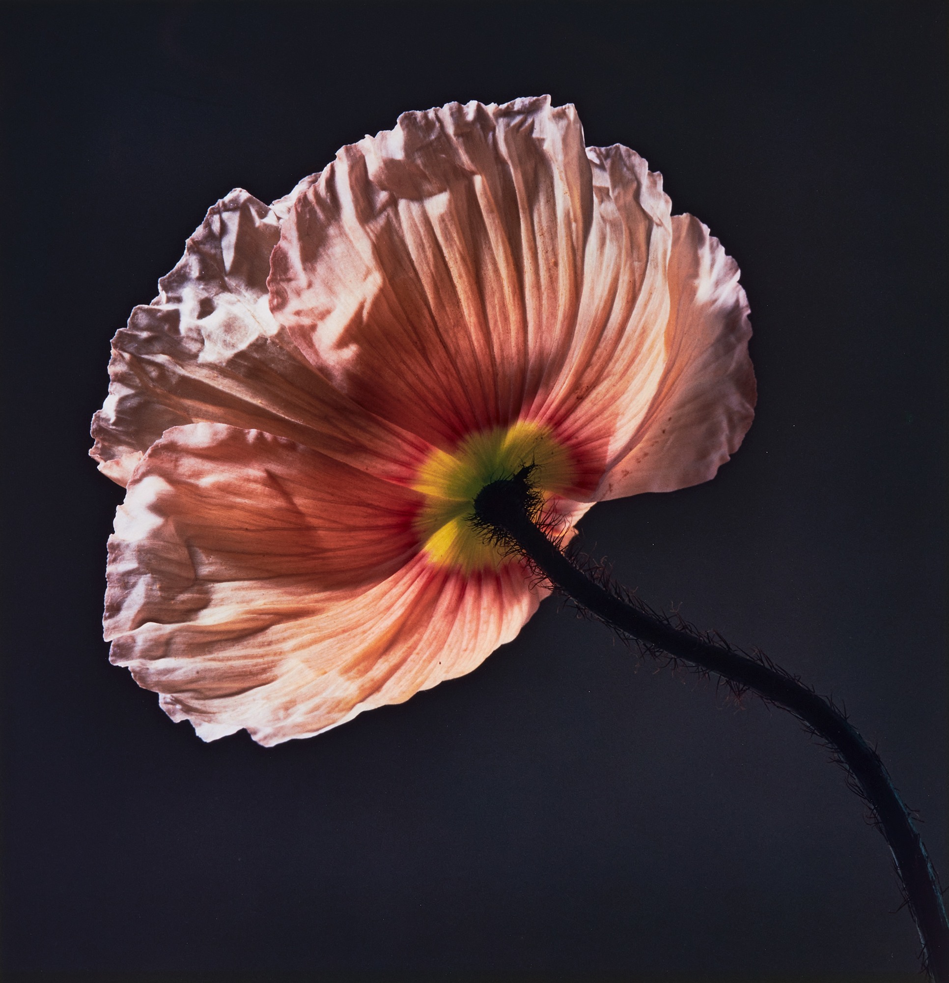 <p><strong>ROBERT MAPPLETHORPE</strong> <em>Poppy</em>, 1988</p>
