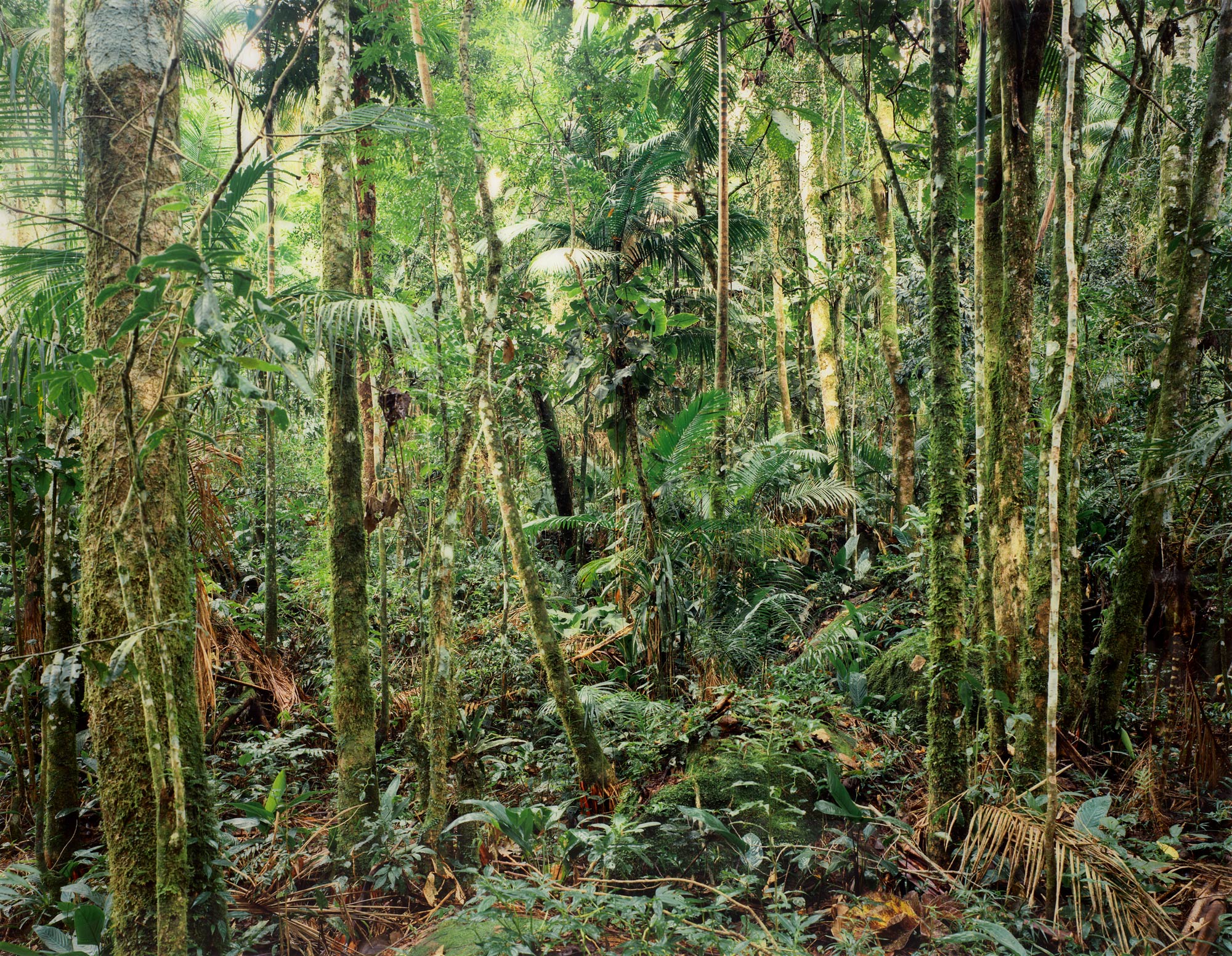 <p><strong>THOMAS STRUTH</strong> <em>Paradise 24, Sao Francisco de Xavier, Brazil,</em> 2001</p>