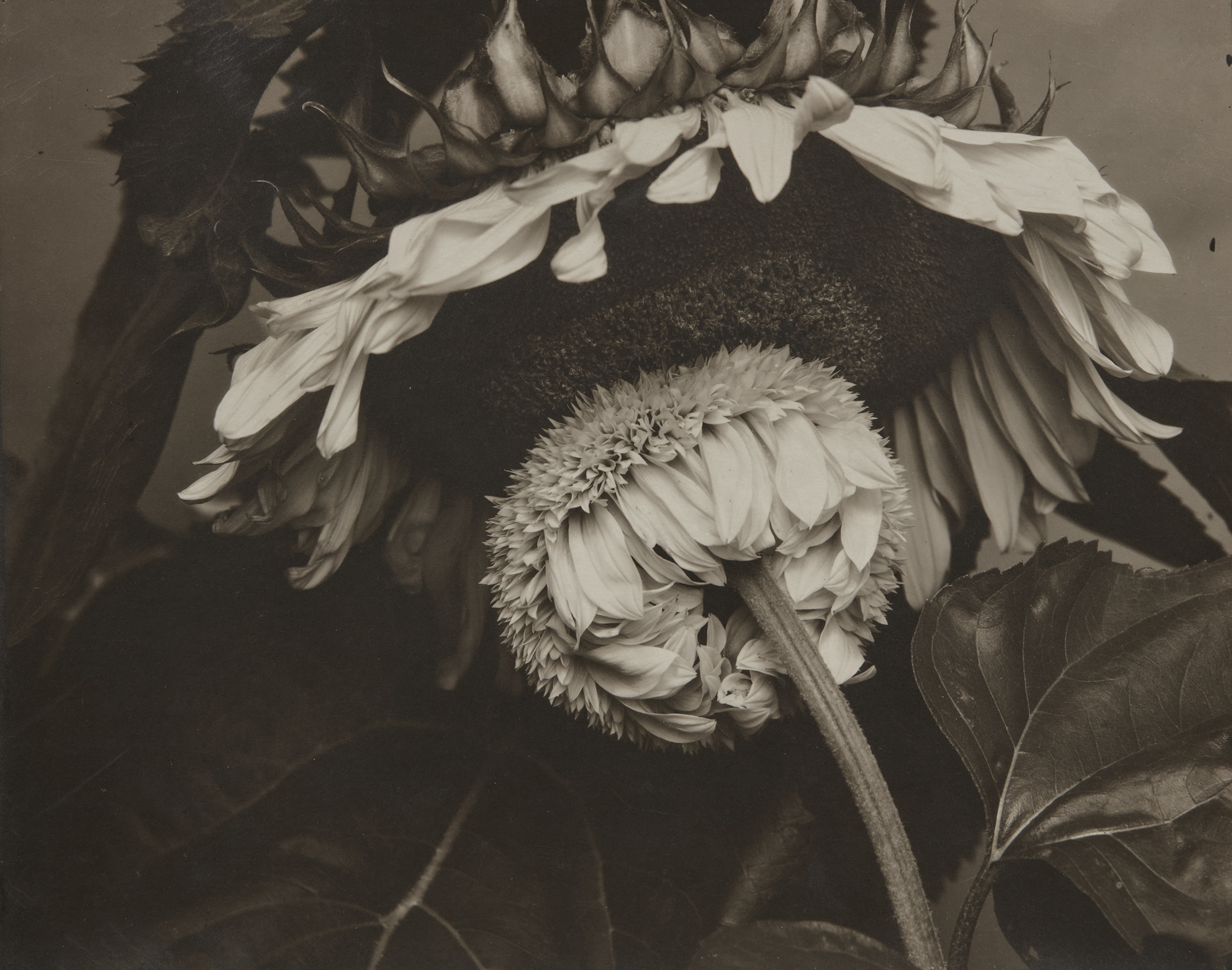 <p><strong>EDWARD STEICHEN</strong> <em>Big and Little Sunflower</em>, circa 1920</p>