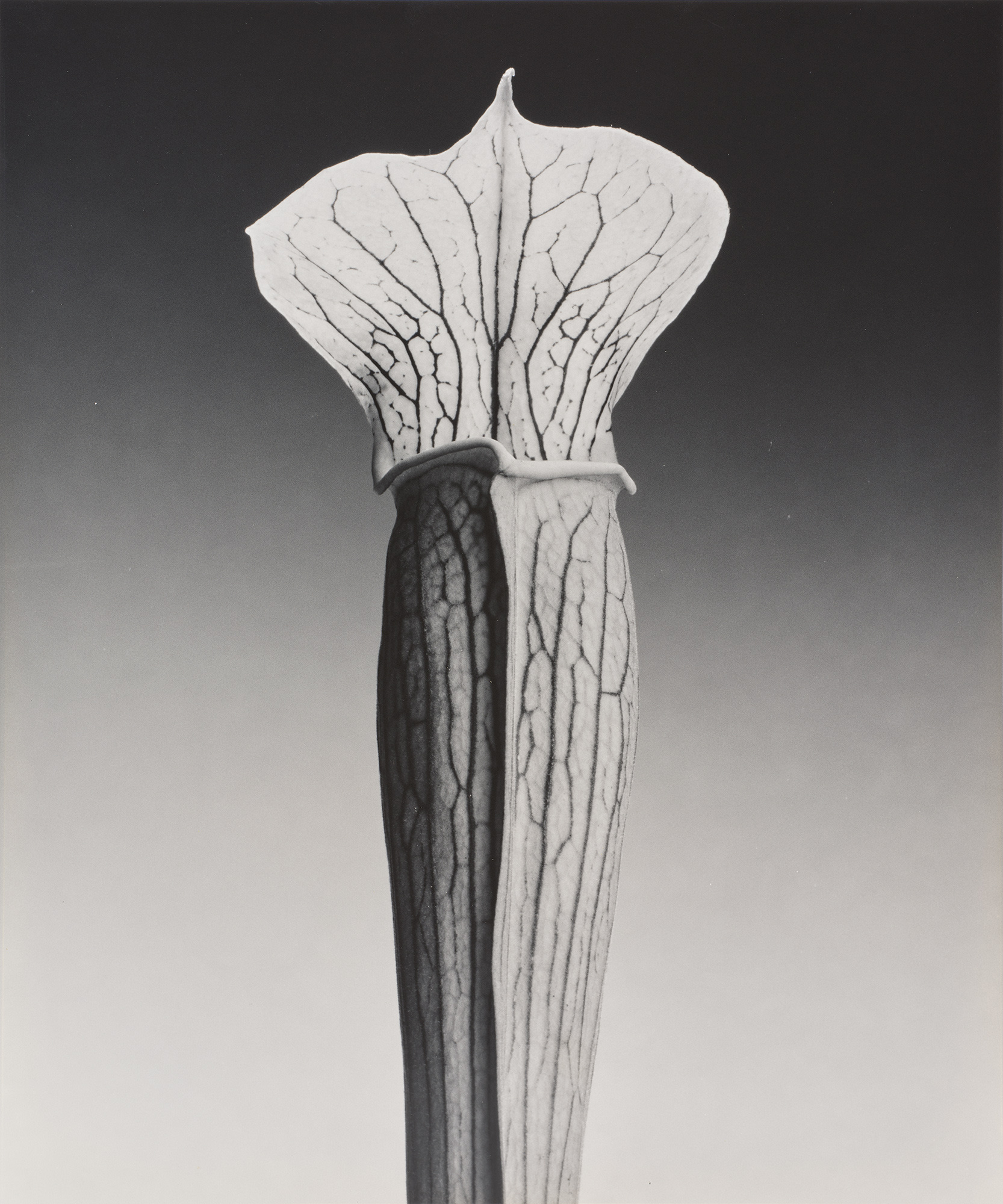 <p><strong>ROBERT MAPPLETHORPE</strong> <em>Jack in the Pulpit</em>, 1988</p>
