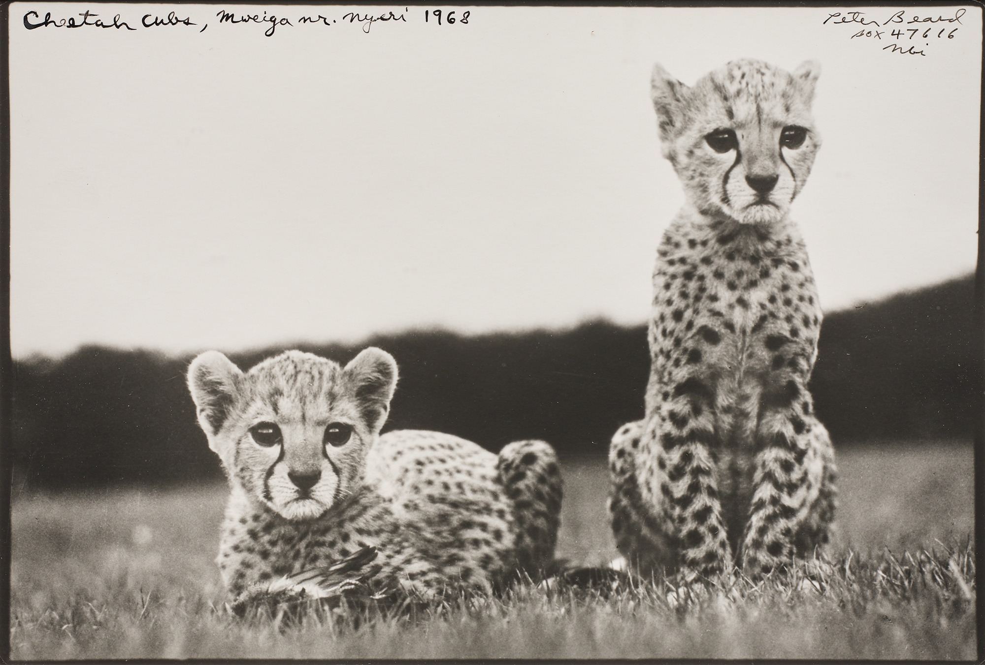 <p><strong>PETER BEARD </strong><em>Cheetah Cubs, Mweiga nr. Nyeri,</em> 1968</p>

