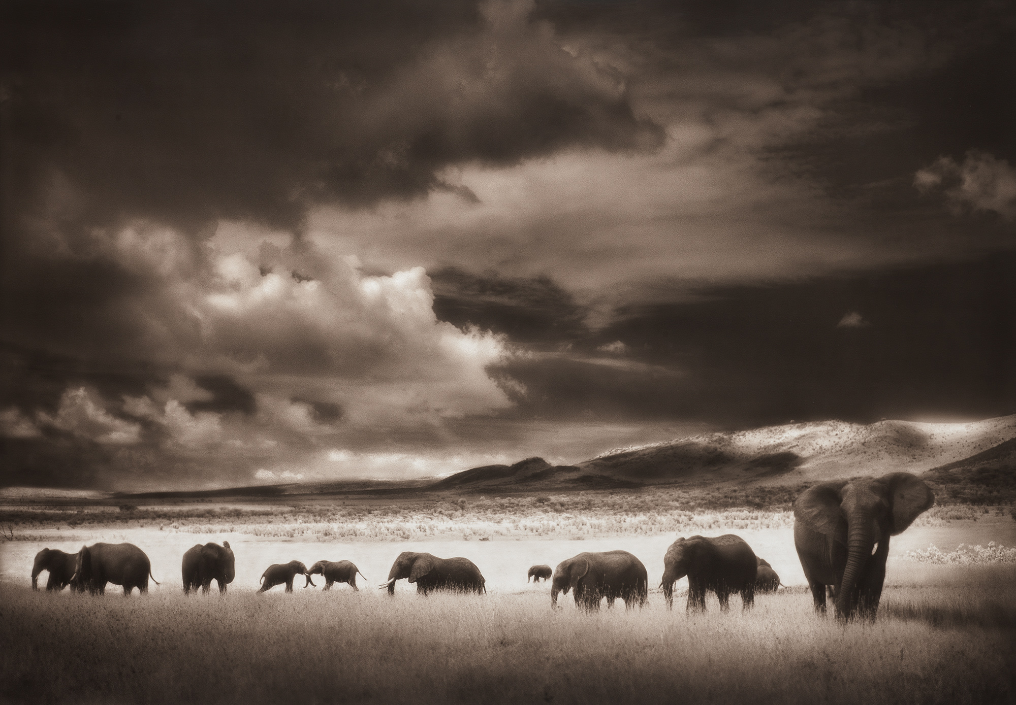 <p><strong>NICK BRANDT </strong><em>Elephant Herd, Serengeti</em>, 2000</p>

