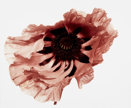 <b>IRVING PENN</b> <i>Poppy: Showgirl, New York</i>, 1968