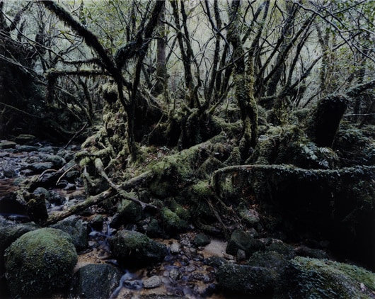 <b>THOMAS STRUTH</b> <i>Paradise 14 Yakushima, Japan</i>, 1999