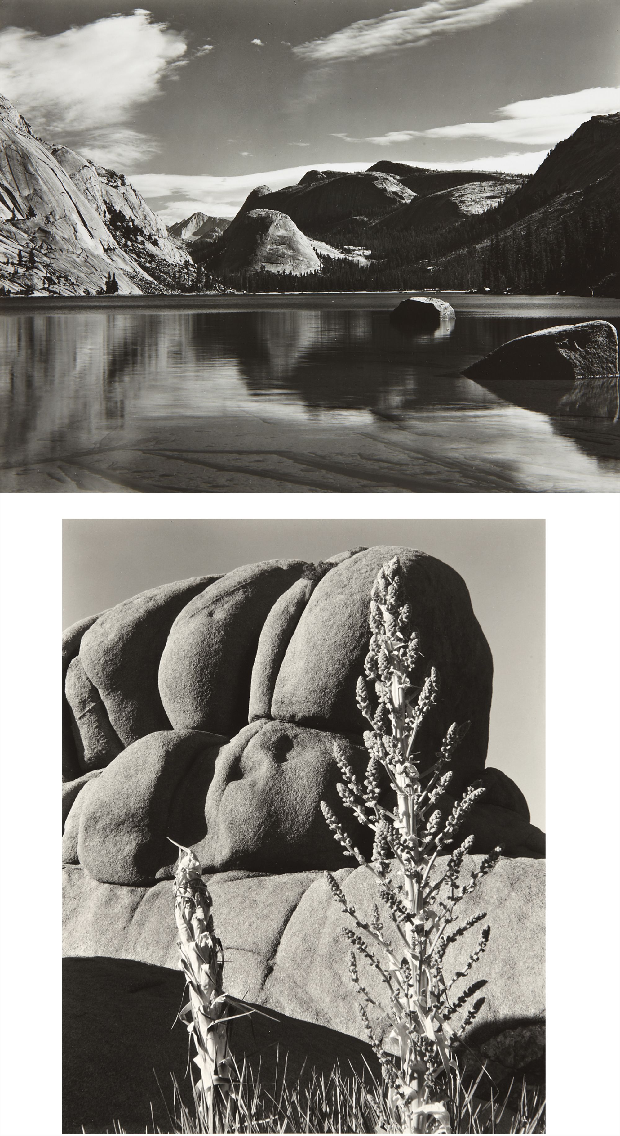 Edward Weston Photographs from the Collection of the Art