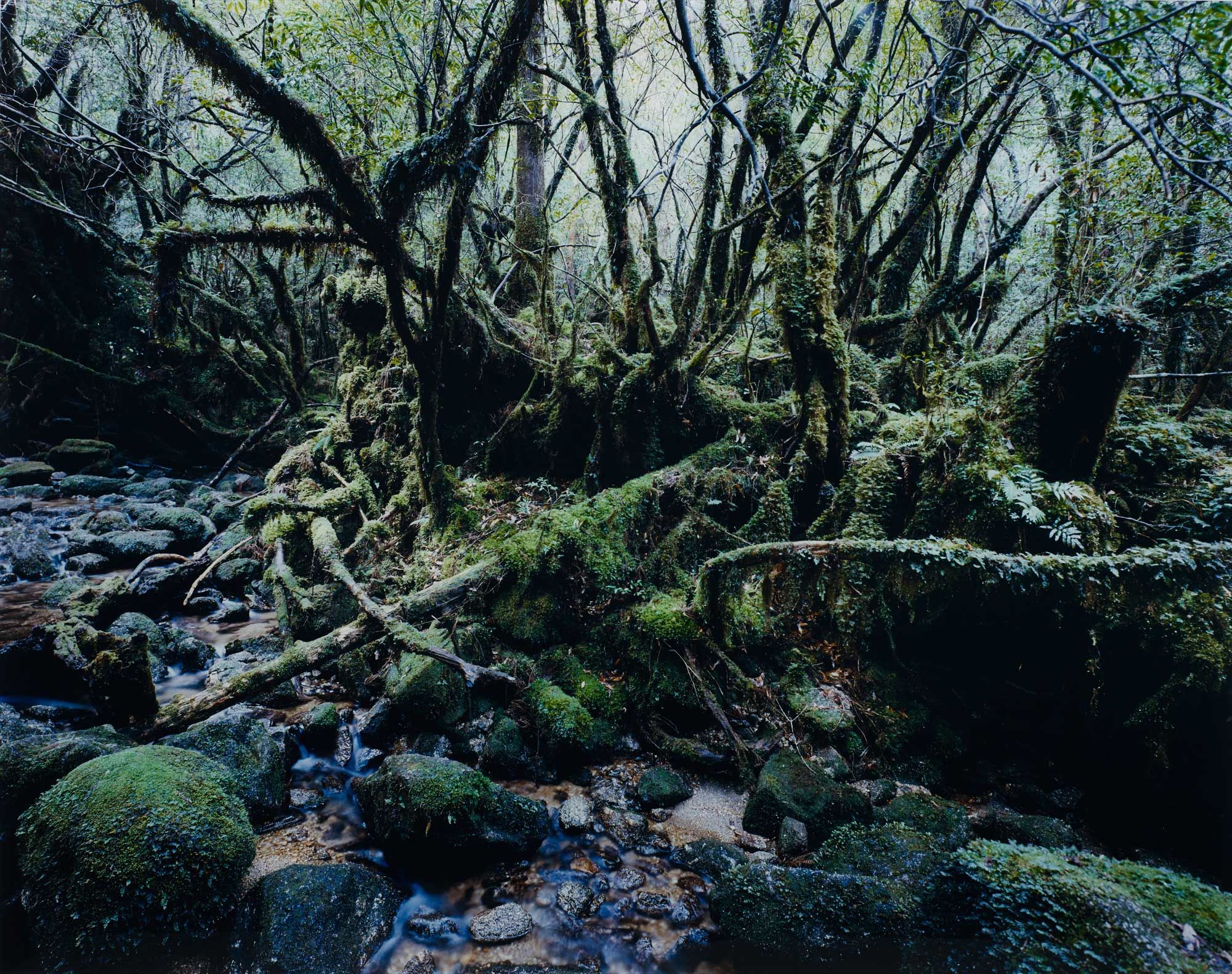 <b>THOMAS STRUTH</b> <i>Paradise 14 Yakushima, Japan</i>, 1999