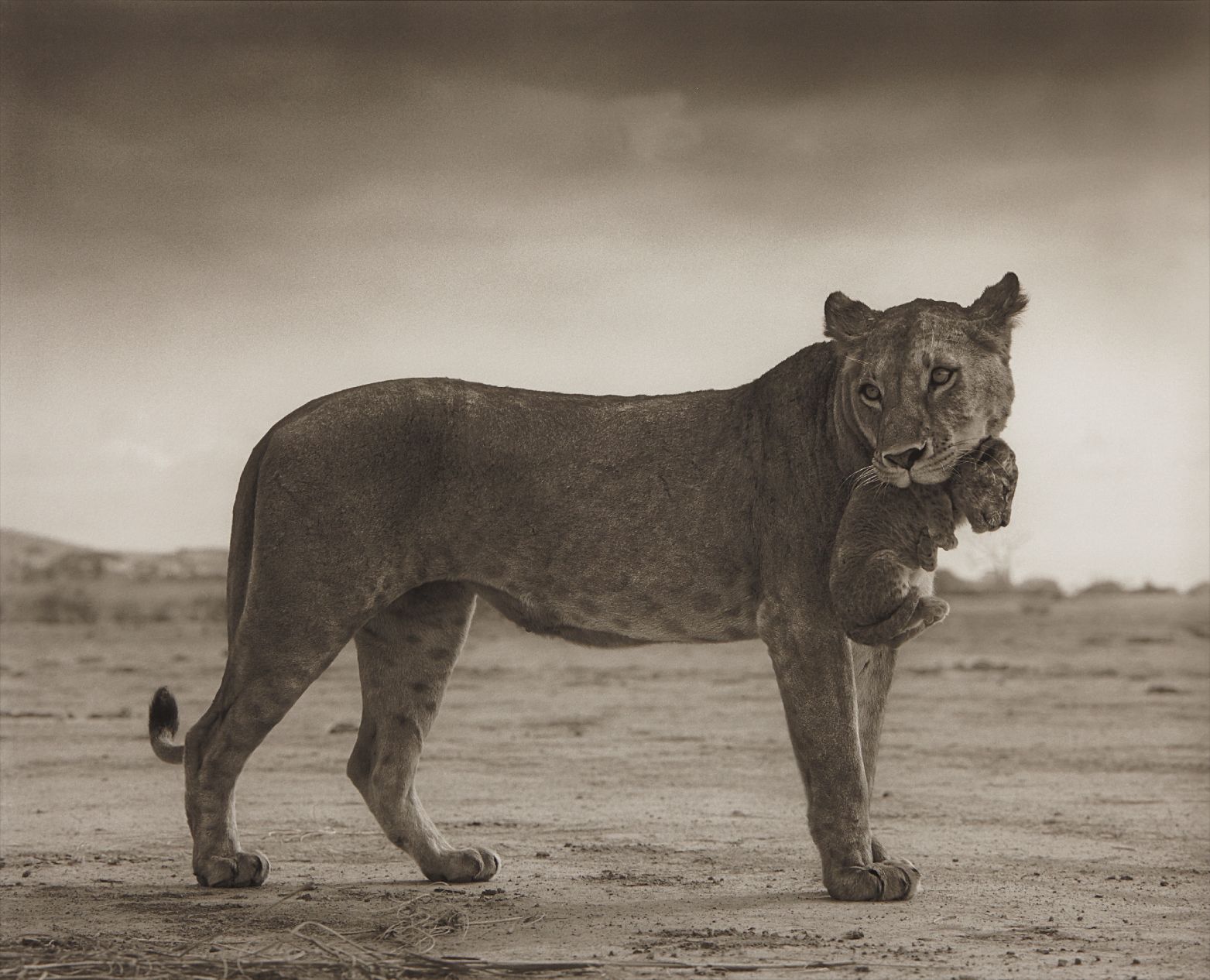 Brought to you by Phillips