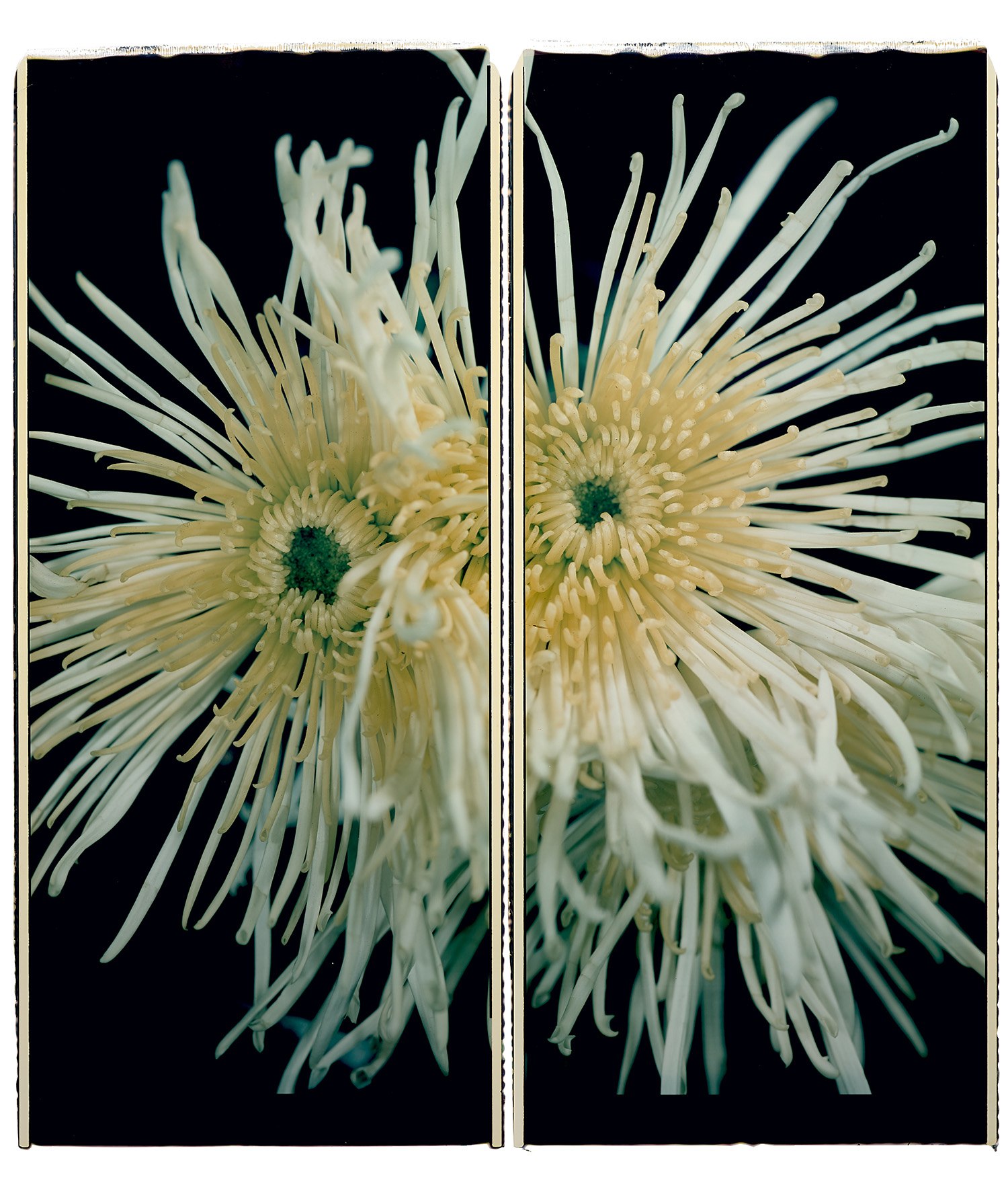 <p><strong>CHUCK CLOSE</strong> <em>Fuji Mum</em>, 1988</p>
