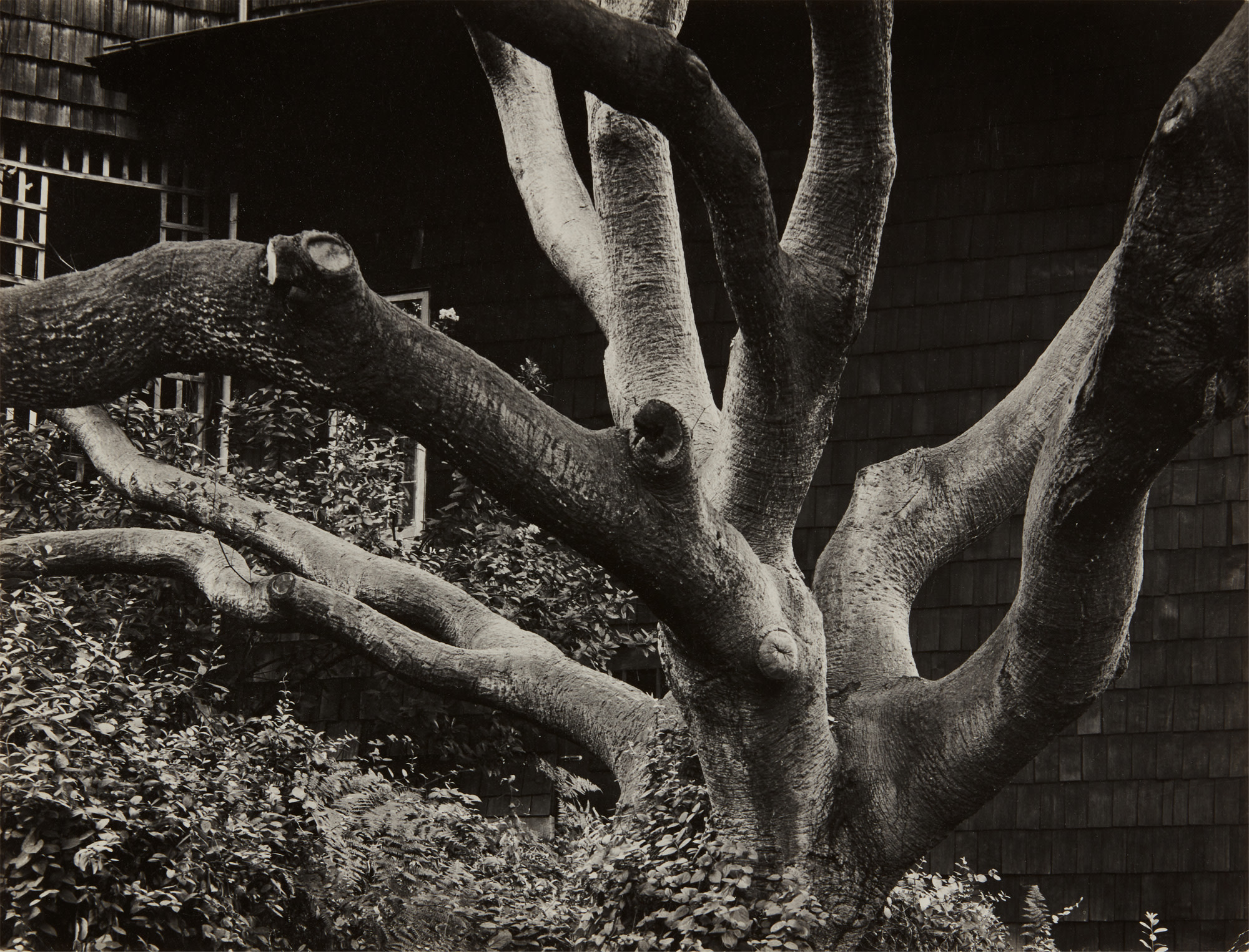 <p><strong>DOROTHEA LANGE</strong> <em>Oak Tree, Euclid Avenue, Berkeley,</em>&nbsp;1957</p>
