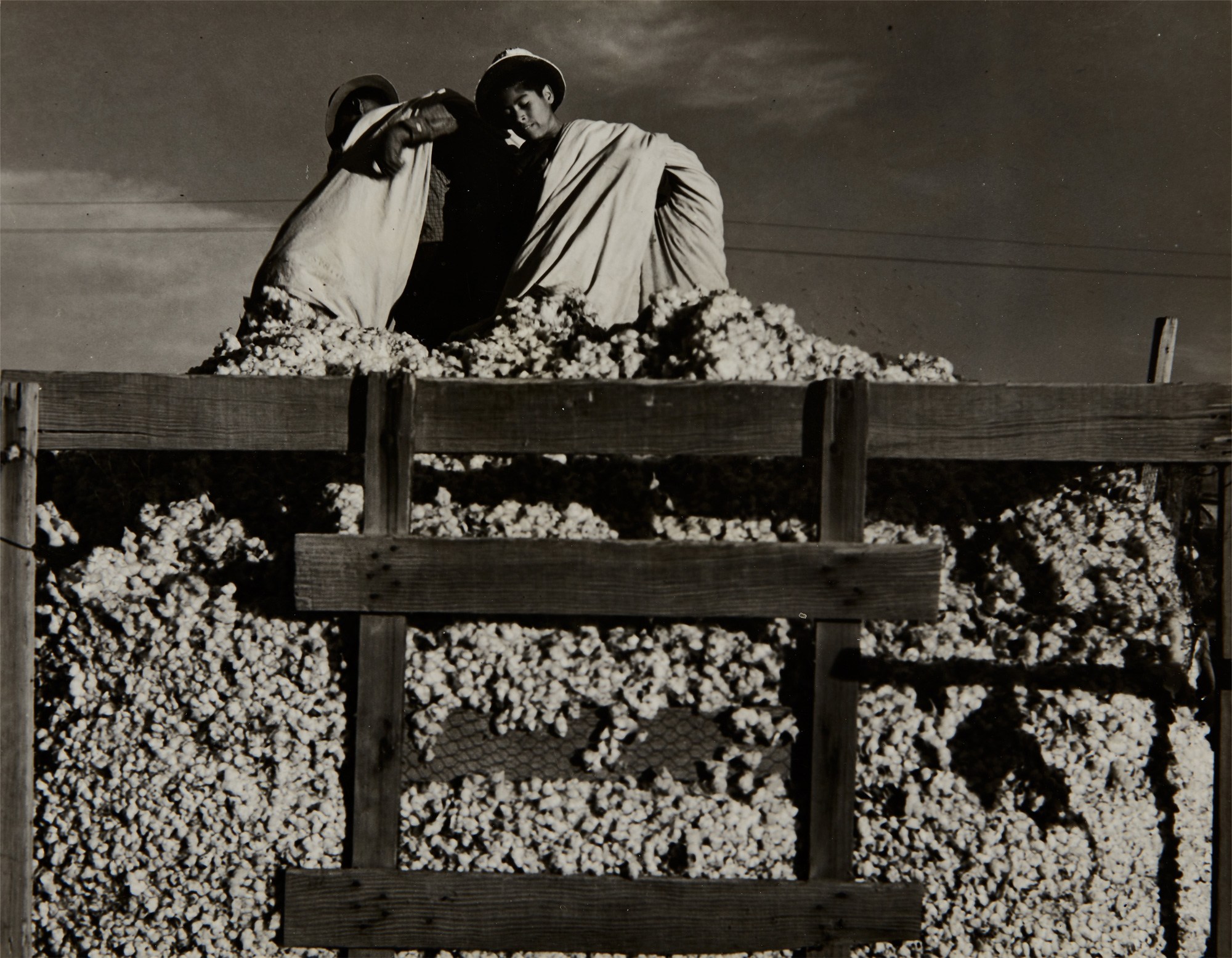 <p><strong>DOROTHEA LANGE</strong> <em>Braceros Dumping Cotton,</em> 1940</p>

