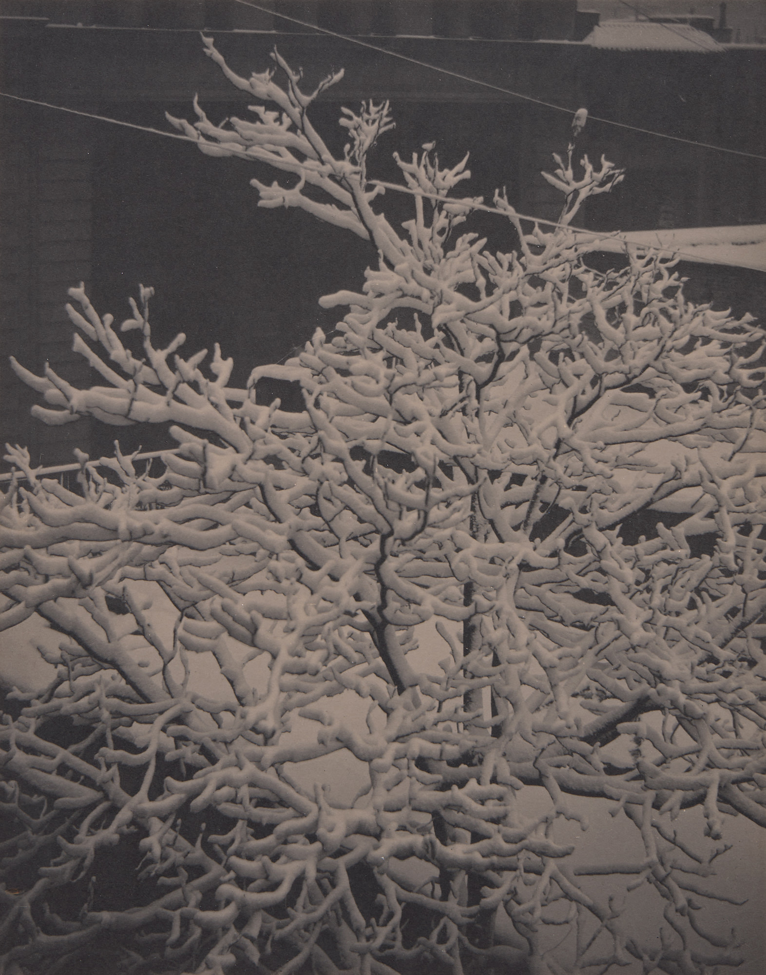 <p><strong>ALFRED STIEGLITZ</strong> <em>From the Back Window – 291 – Snow Covered Tree, Back-Yard,</em> 1915</p>