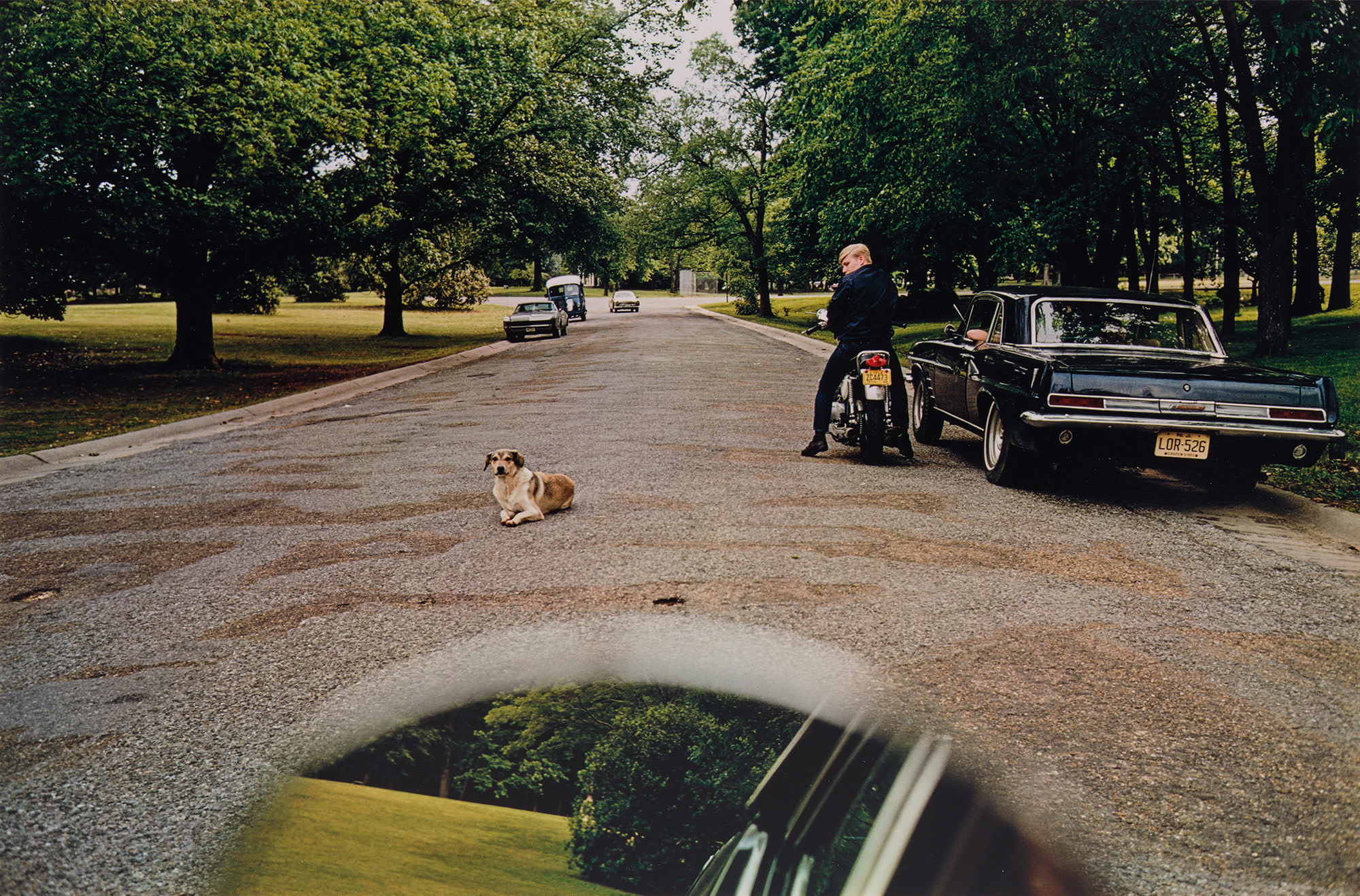 <p><strong>WILLIAM EGGLESTON</strong> <em>Untitled (dog in road), </em>circa 1970-1974</p>