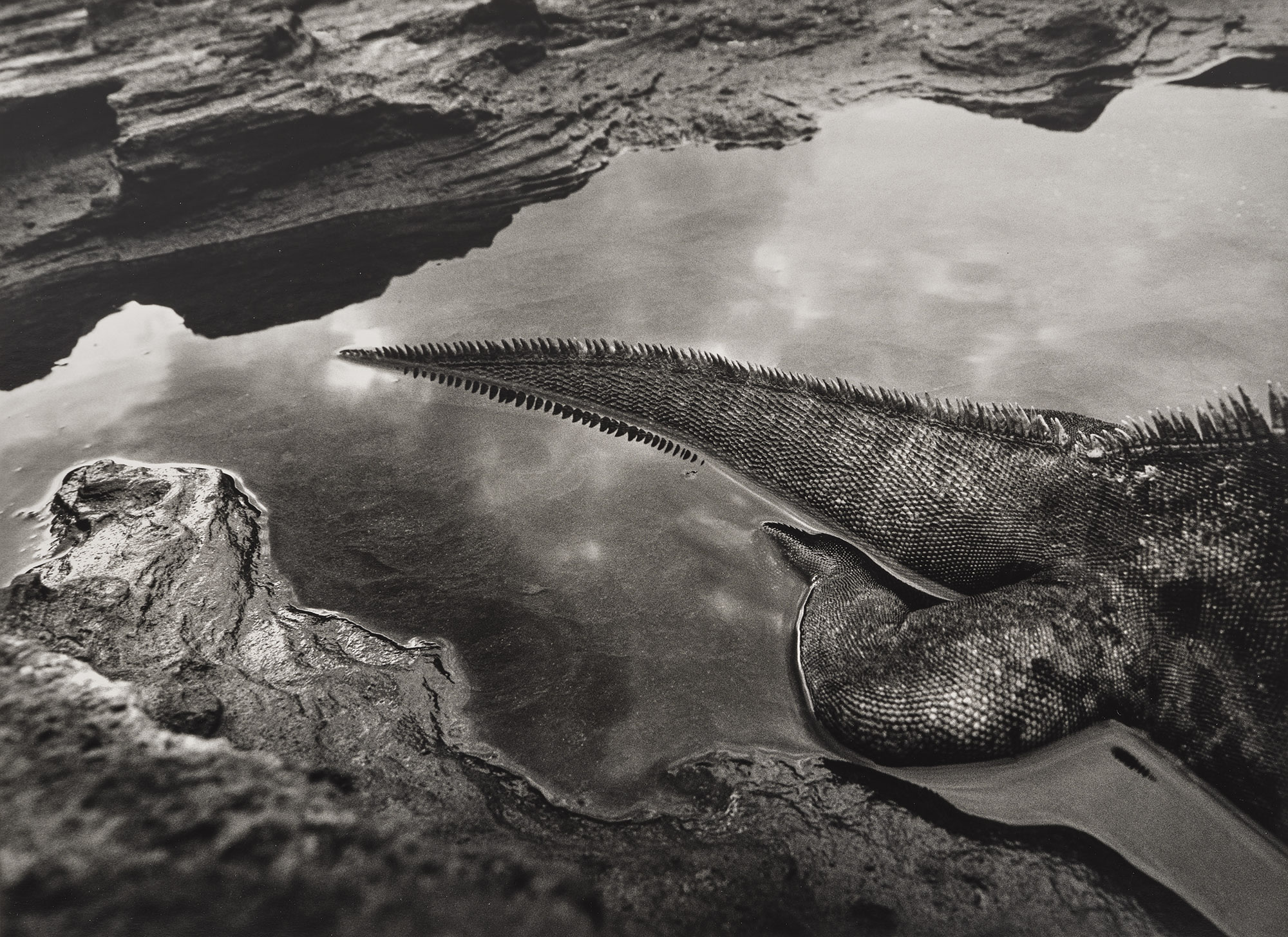 <p><strong>SEBASTI&Atilde;O SALGADO</strong> <em>Marine Iguana, R&aacute;bida Island, the Gal&aacute;pagos,</em> 2004</p>
