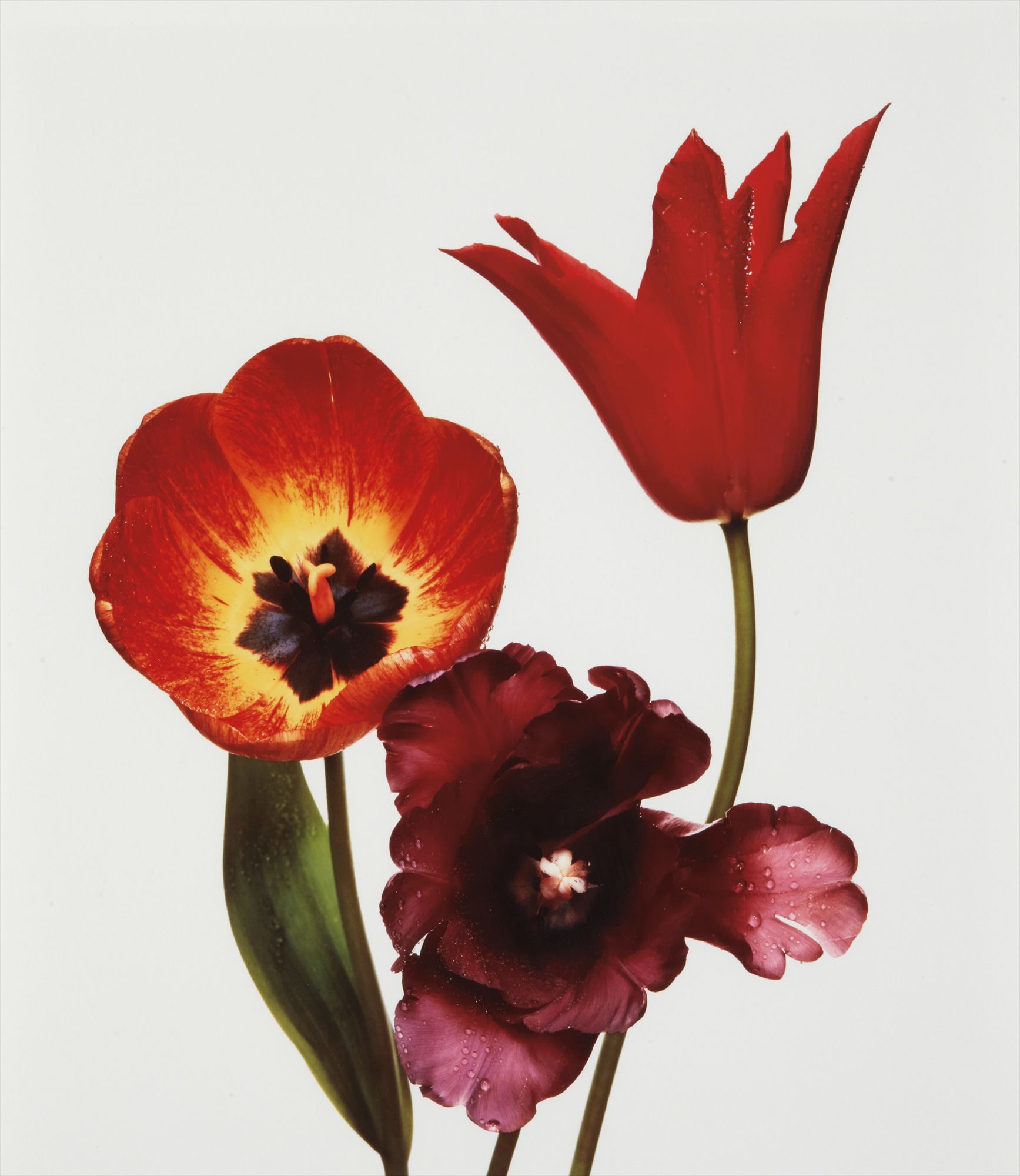 <b>IRVING PENN</b> <i>Three Tulips (Red Shine, Black Parrot, Gudoshnik), New York</i>, 1967
