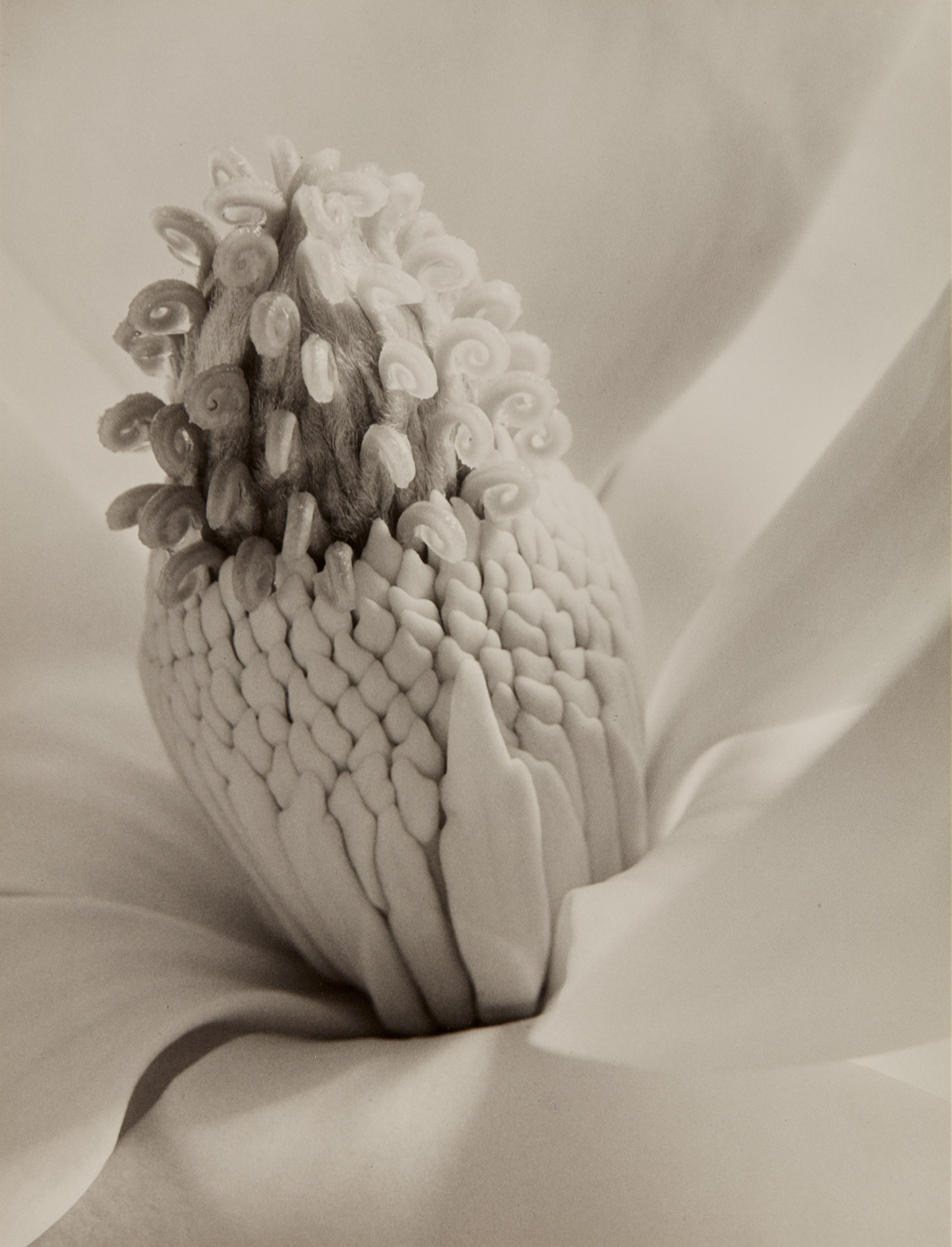 <b>IMOGEN CUNNINGHAM</b> <i>Magnolia Blossom (Tower of Jewels)</i>, 1925