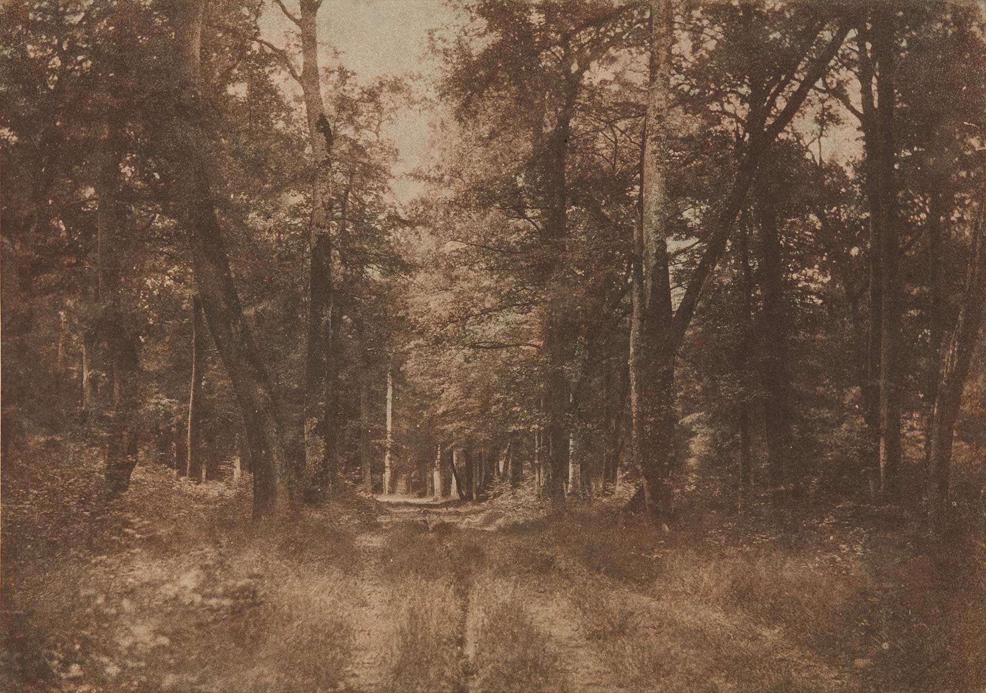 <b>GUSTAVE LE GRAY </b><i>Sous-bois au Bas-Br&#233;au, For&#234;t de Fontainebleau</i>, 1852