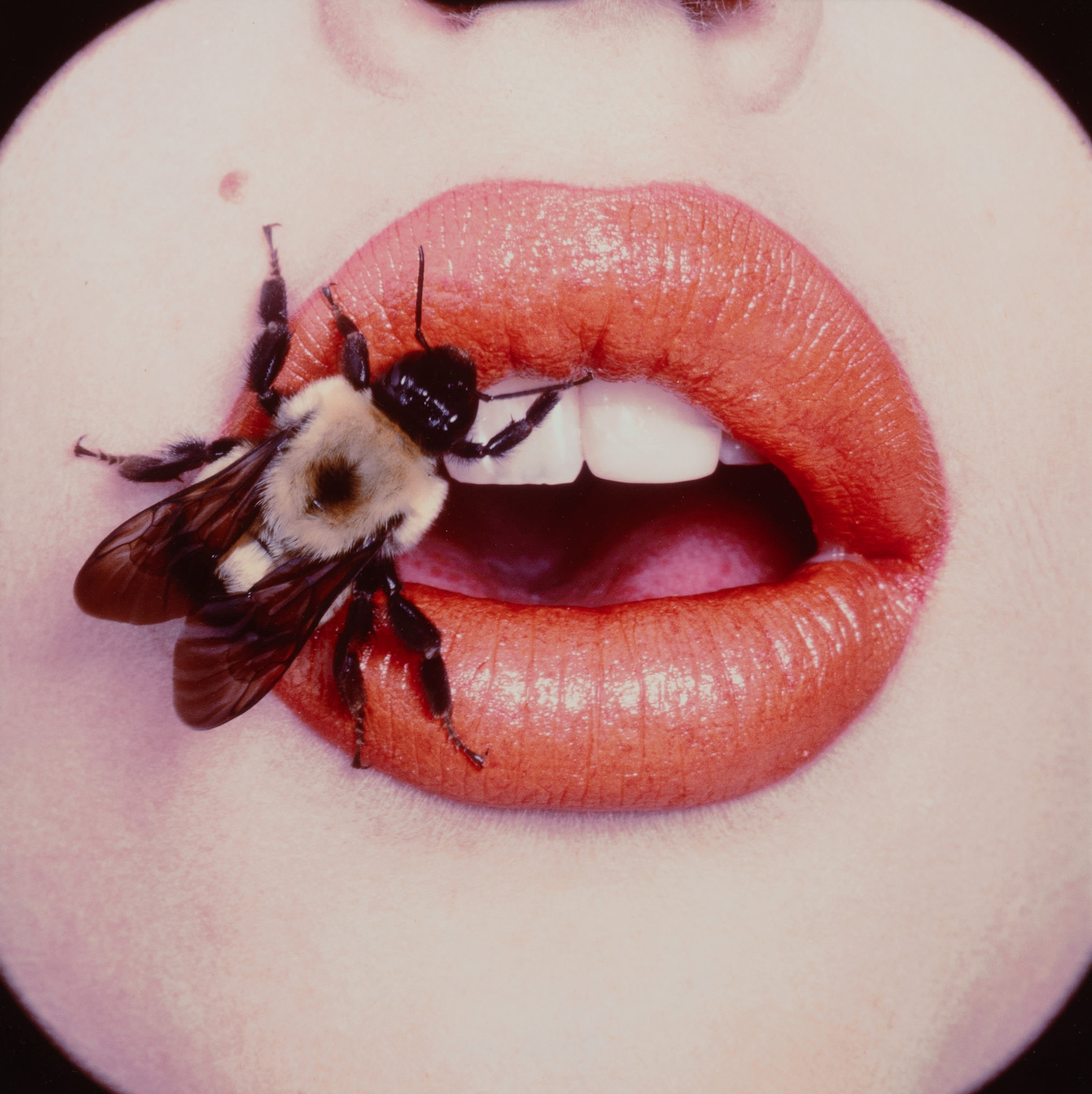 <p><strong>IRVING PENN</strong><em> Bee (A)</em>, <em>New York, September</em>, 1995</p>