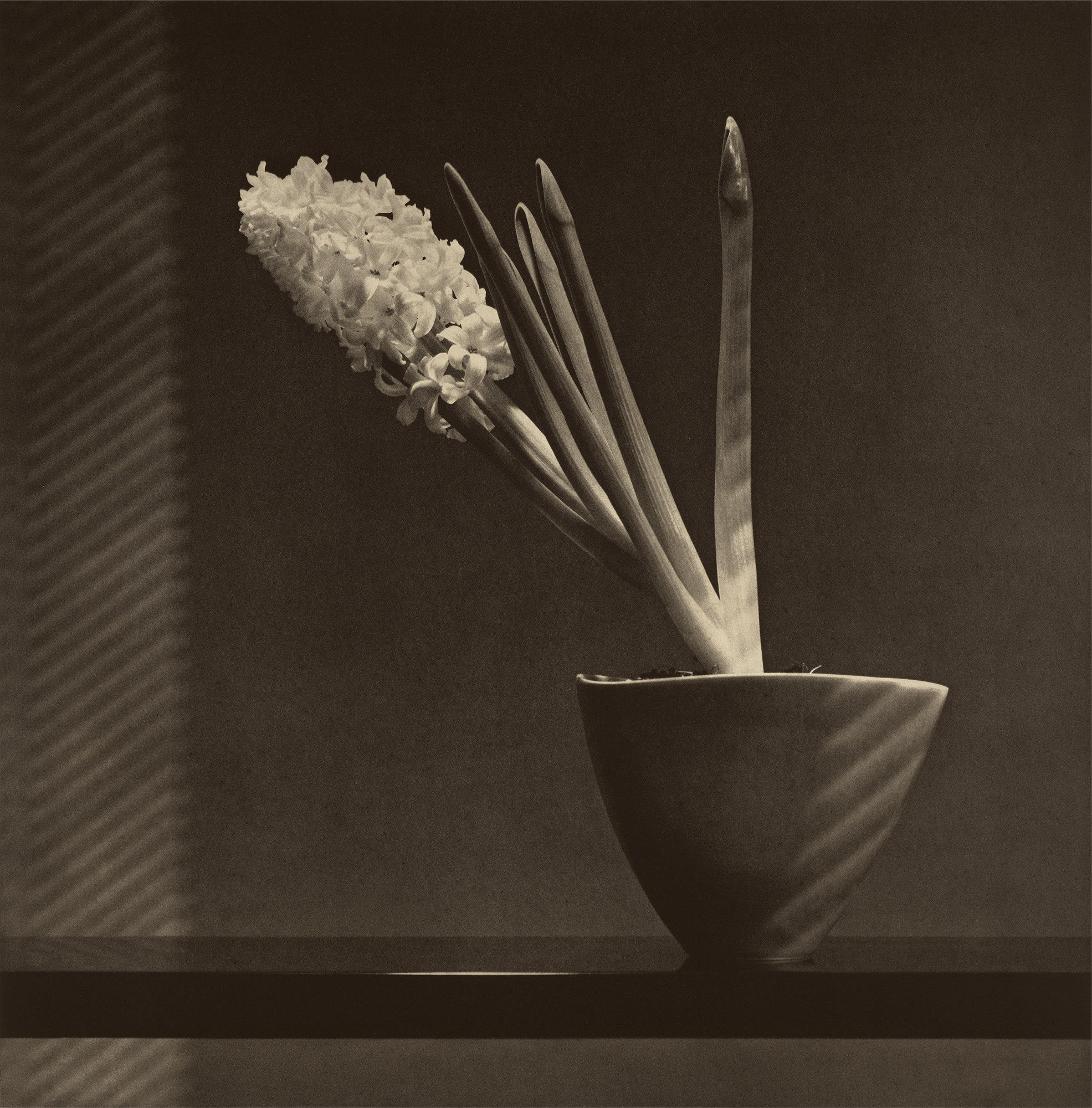 <p><strong>ROBERT MAPPLETHORPE</strong> <em>Hyacinth</em>, 1987</p>