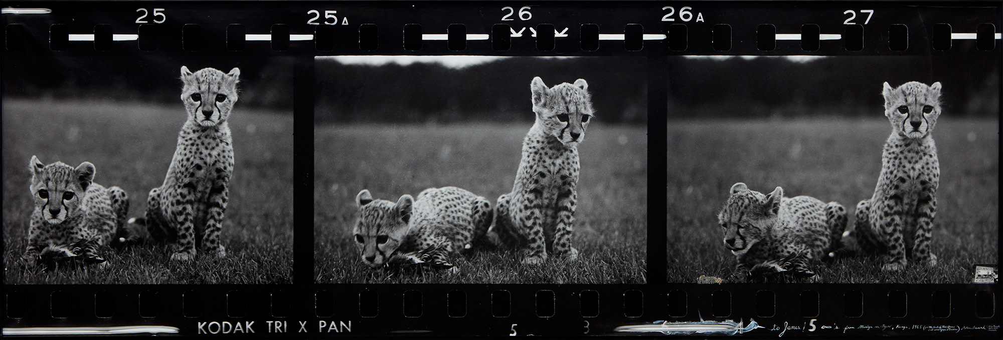 <b>PETER BEARD</b> <i>Orphaned Cheetah Cubs (Last Word from Paradise), Mweiga Park Headquarters, near Nyeri, Kenya</i>, 1968