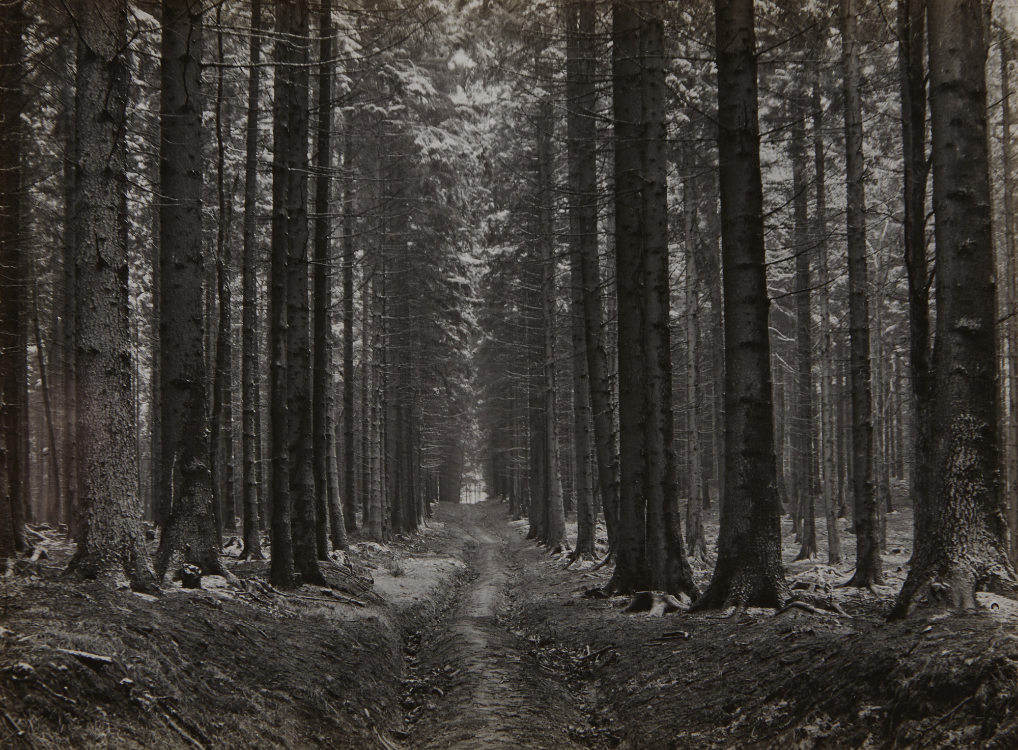 <p><strong>ALBERT RENGER-PATZSCH</strong><em> Abfuhrweg im Fichtenwald, </em>1947</p>