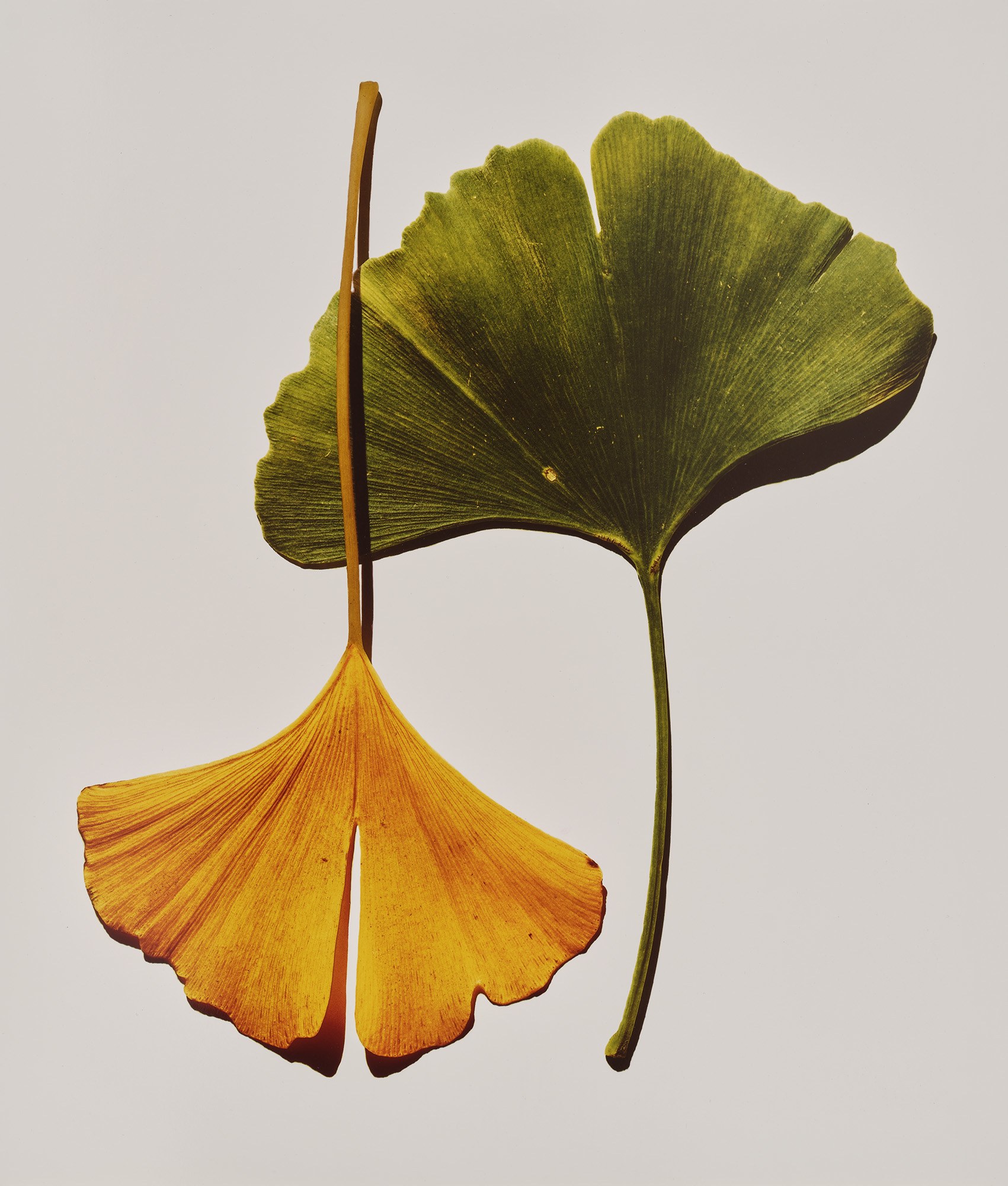 <p><strong>IRVING PENN</strong> <em>Ginkgo Leaves, </em>New York, 1990</p>
