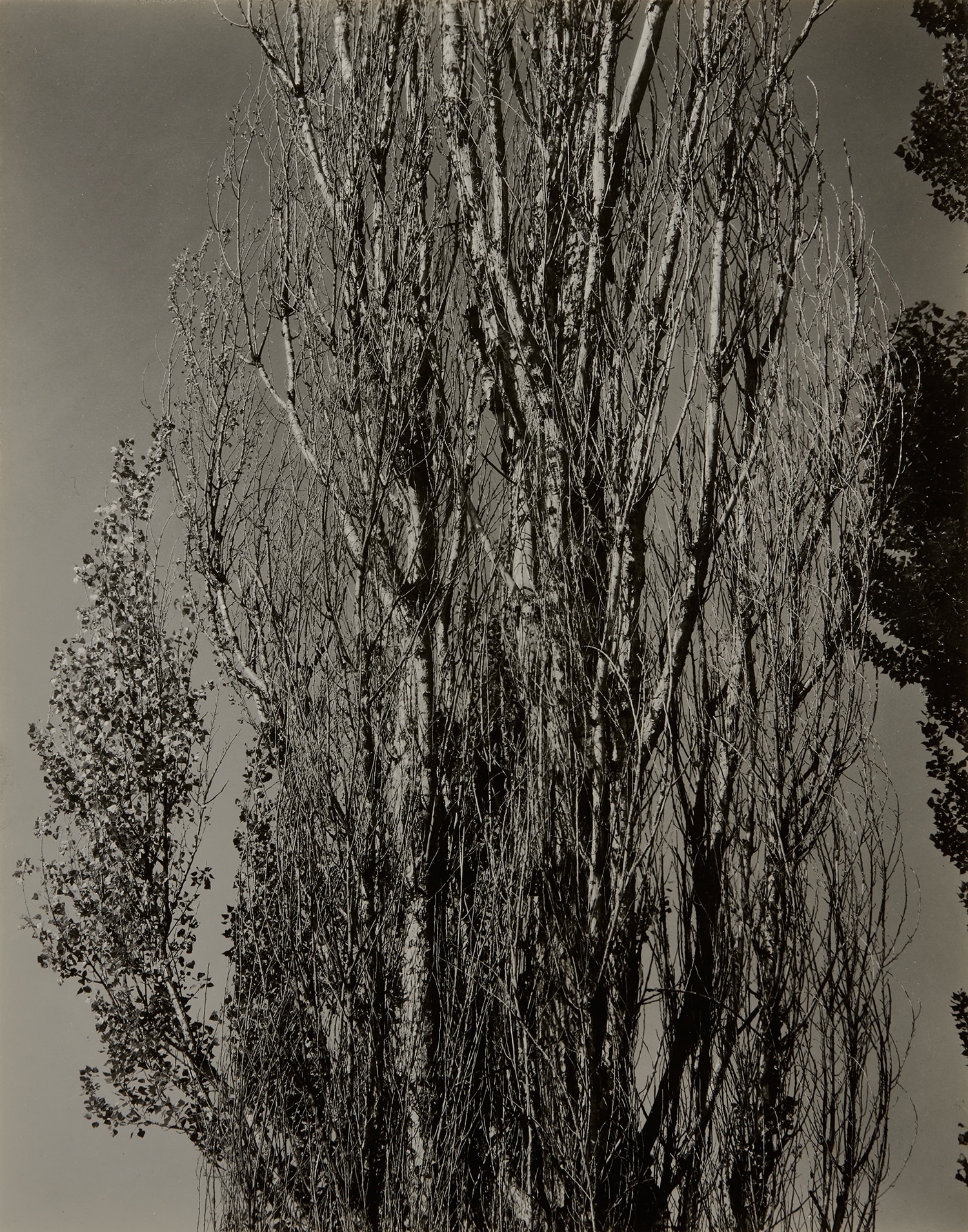 Alfred Stieglitz Inside the Photograph: Further Selections