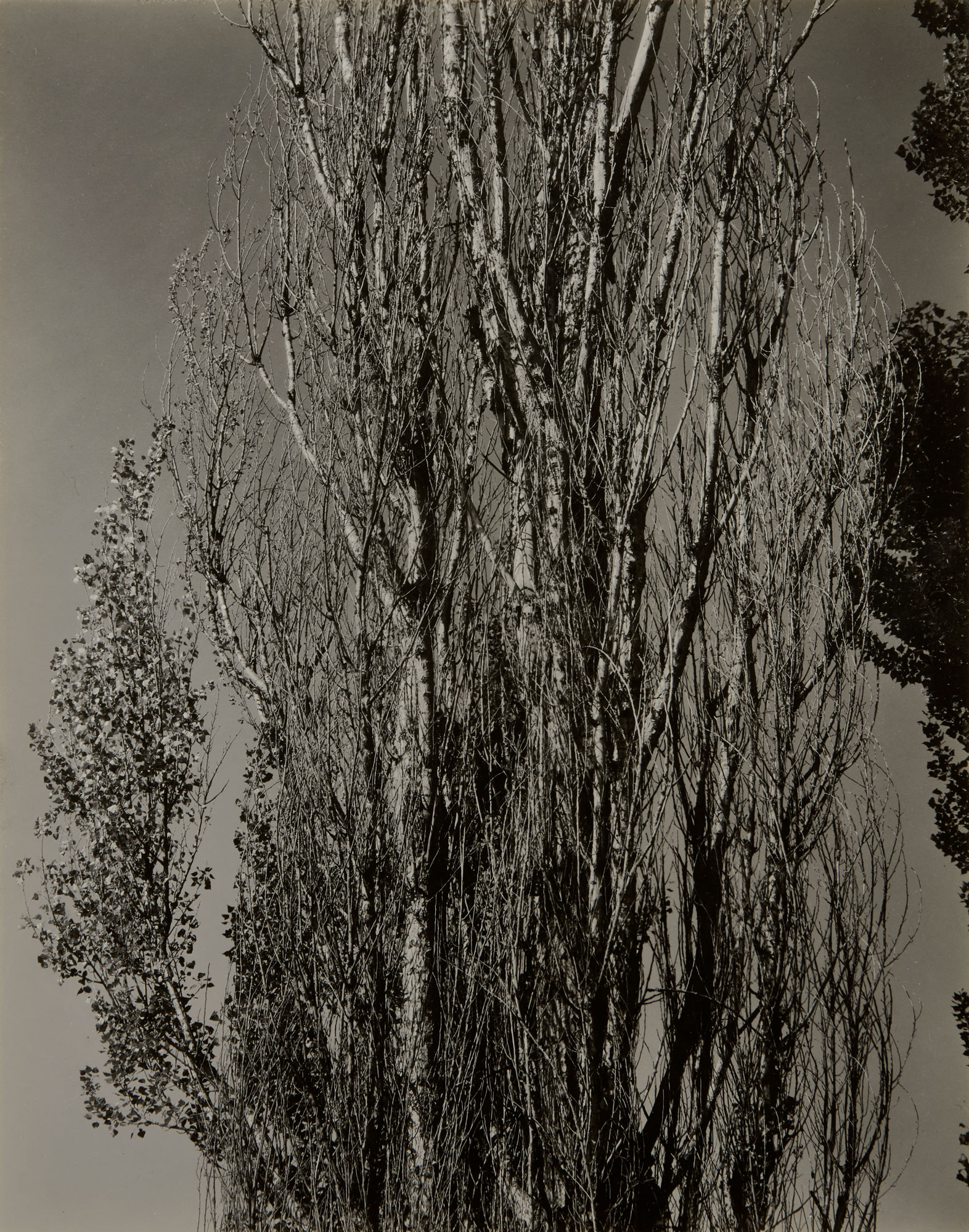 <p> <strong>ALFRED STIEGLITZ</strong> <em>Poplars, Lake George,</em> 1932</p>