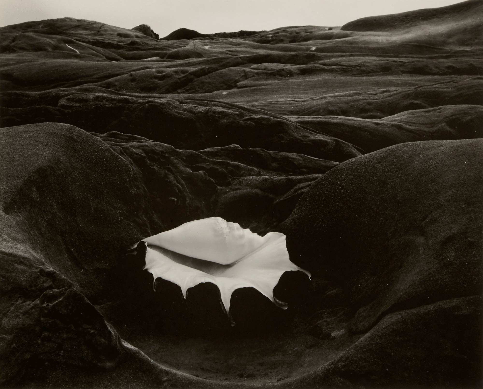 <p><strong>EDWARD WESTON </strong><em>Shell and Rock - Arrangement,</em> 1931</p>