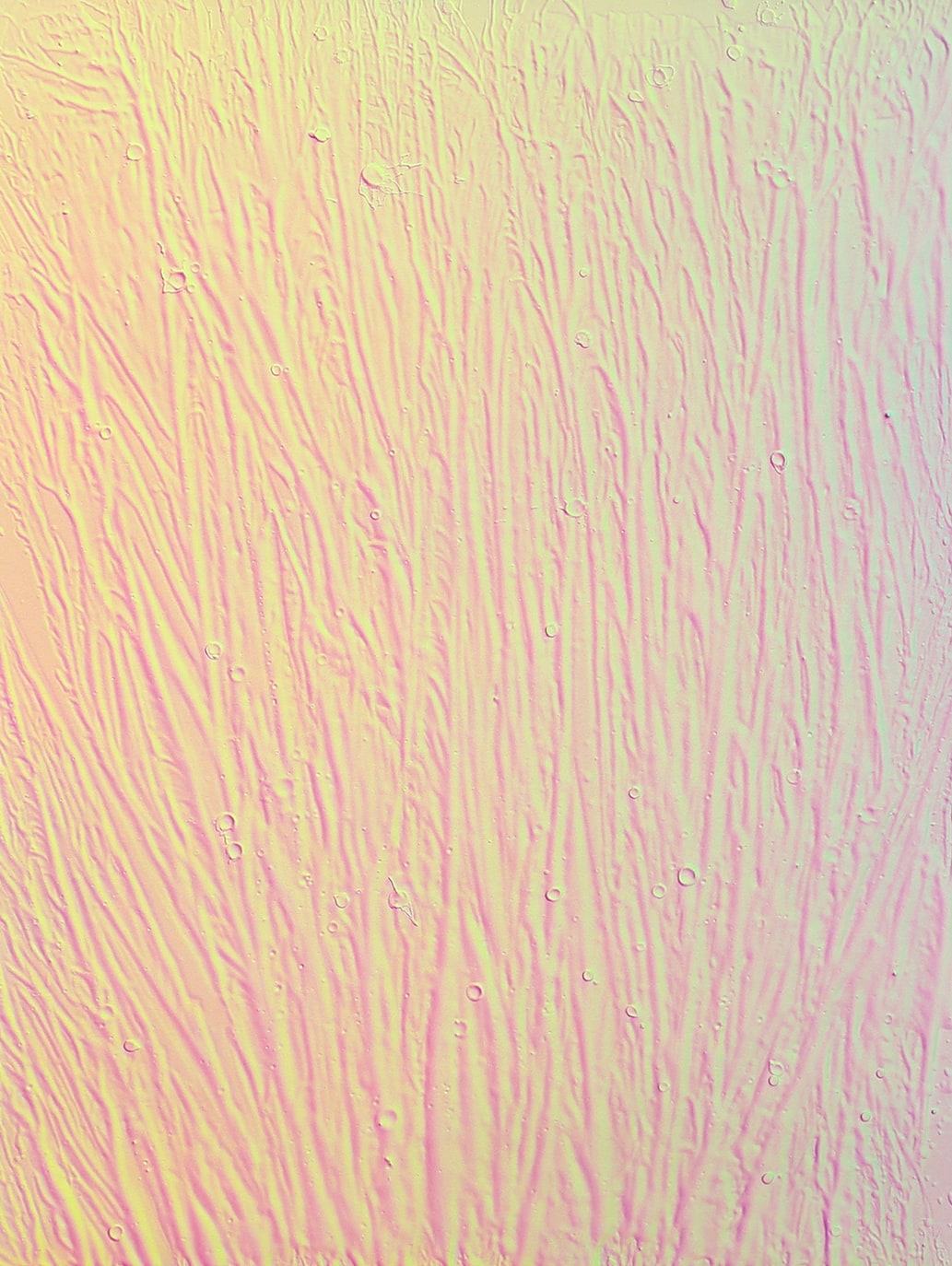 <b>MICHAEL STANIAK</b> <i>IMG_885 (holographic)</i>, 2014