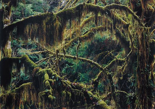 <b>AXEL HÜTTE</b> <i>Olympic Peninsula I - Washington, USA</i>, 2004