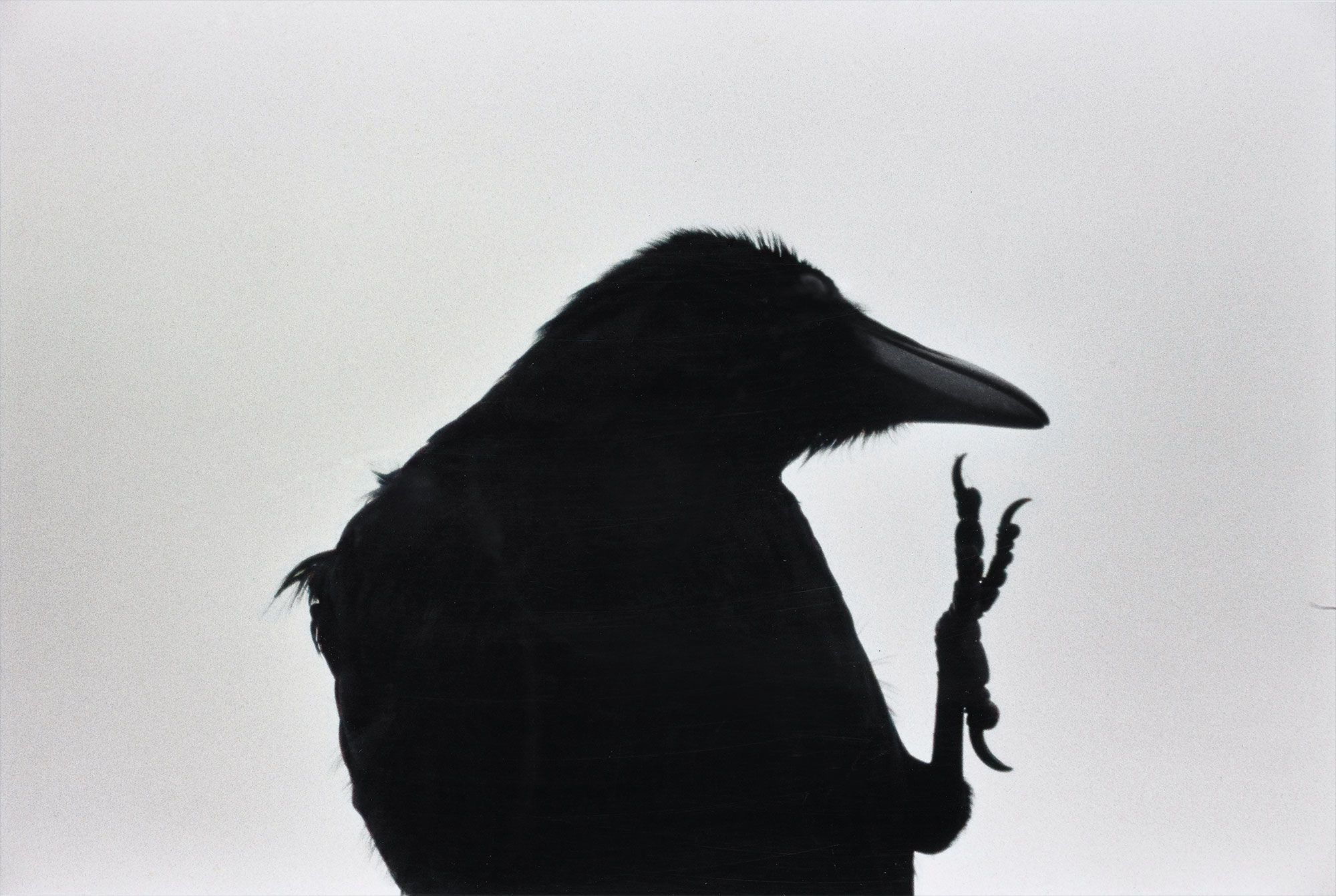 <b>MASAHISA FUKASE</b><i> ??? [Erimo Misaki] Cape Erimo from ? [Karasu] Ravens</i>, 1976