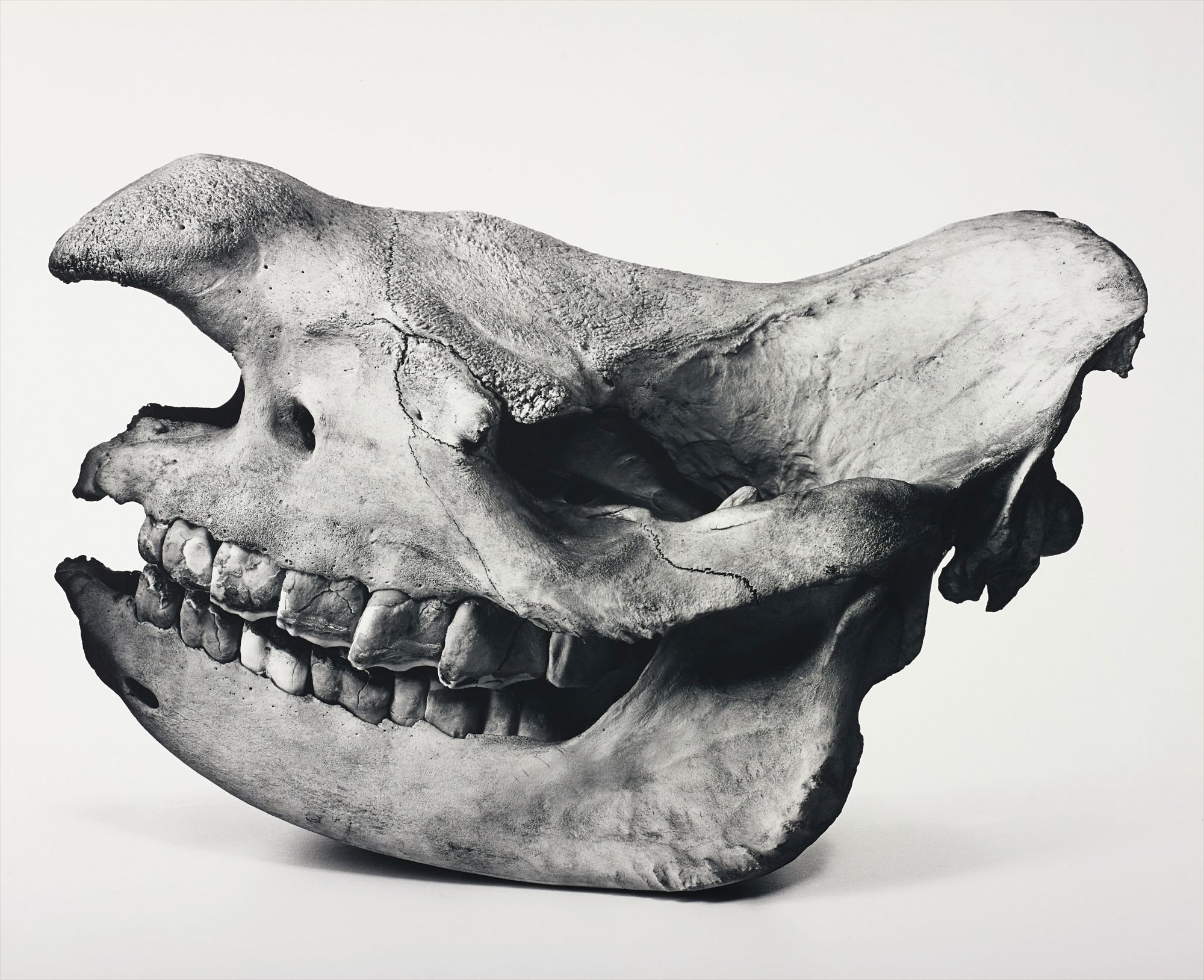 Irving Penn Cranium Architecture　Bone Cranium Architecture | Pinault Collection